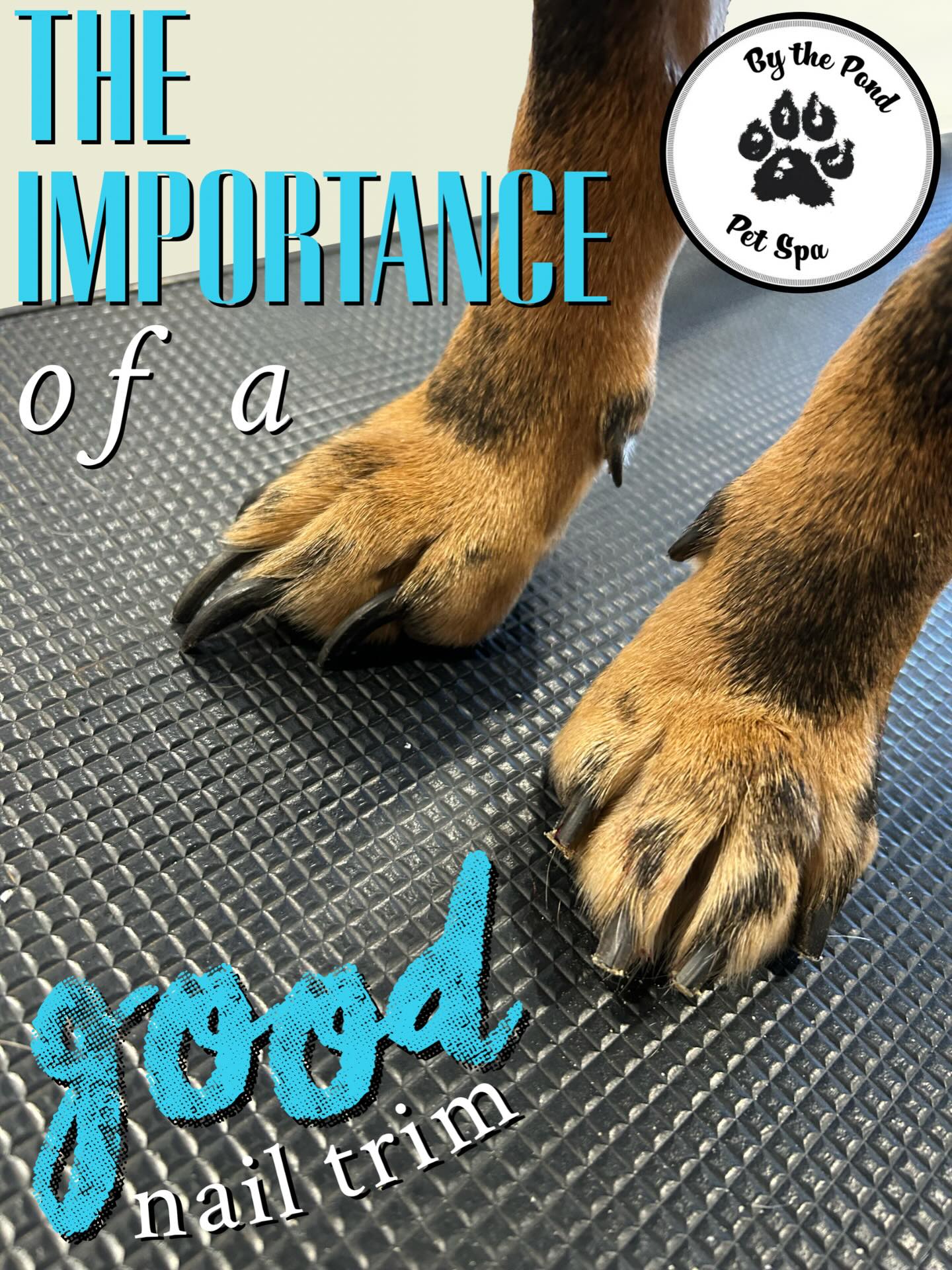 Look at that before and after 💅
Maintaining your dog’s nails is one of the first steps to making sure your dog is happy, healthy, and comfortable.
if you’re not comfortable doing them at home, or perhaps you aren’t too sure how, we’re always accepting new clients to come in for a quick, professional nail trim. Just call or text us to book 📲 (519) 241-1552.
#bythepondpetspa #doggroomers #doggroomerlife #doggroomersofig #smallbusinessowners #supportsmallbusiness #dogsofinstagram #northdumfriesontario #parisontario #womeninbusiness #dogsofinstagram #aplacetolovedogs #fortheloveofdogs #doggroomingofinstagram #paw #doggo #dogsofinstagramworld