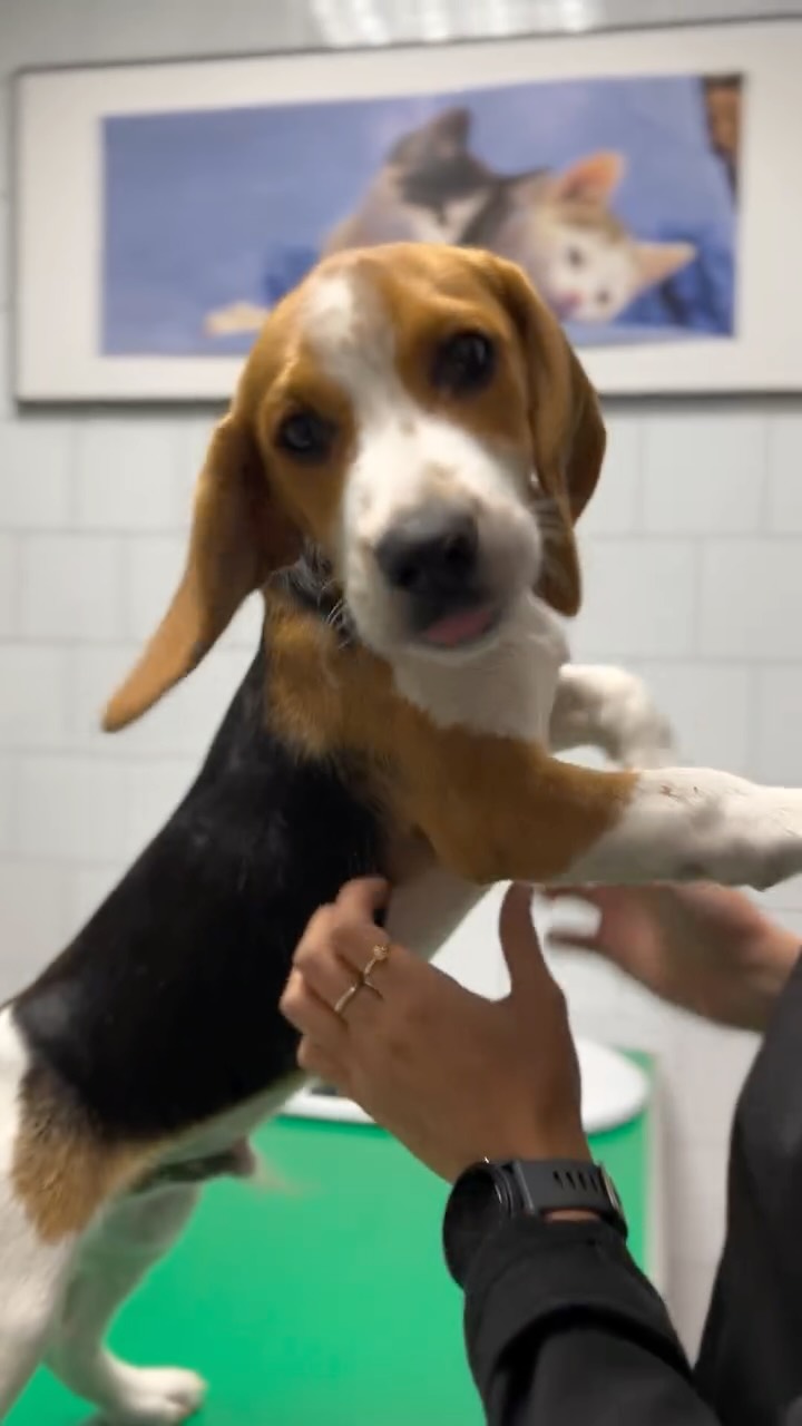 La visita sorpresa de la setmana passada!!! Aquesta boleta 🐶 es va perdre i ens el van portar al Bestiari 🥰 Per sort al cap de poques hores localitzavem als seus propietaris 💗 Creieu que s'ho va passar bé?