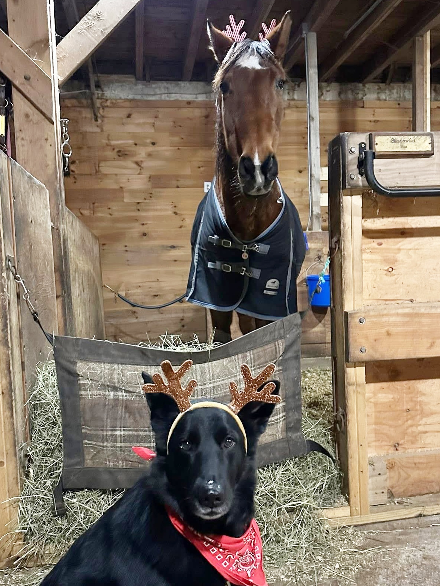 We were recruited to train some back up reindeer this year! 🦌🐾
Merry Christmas and Happy Holidays to all🎄
•
•
•
#merrychristmas #happyholidays #reindog