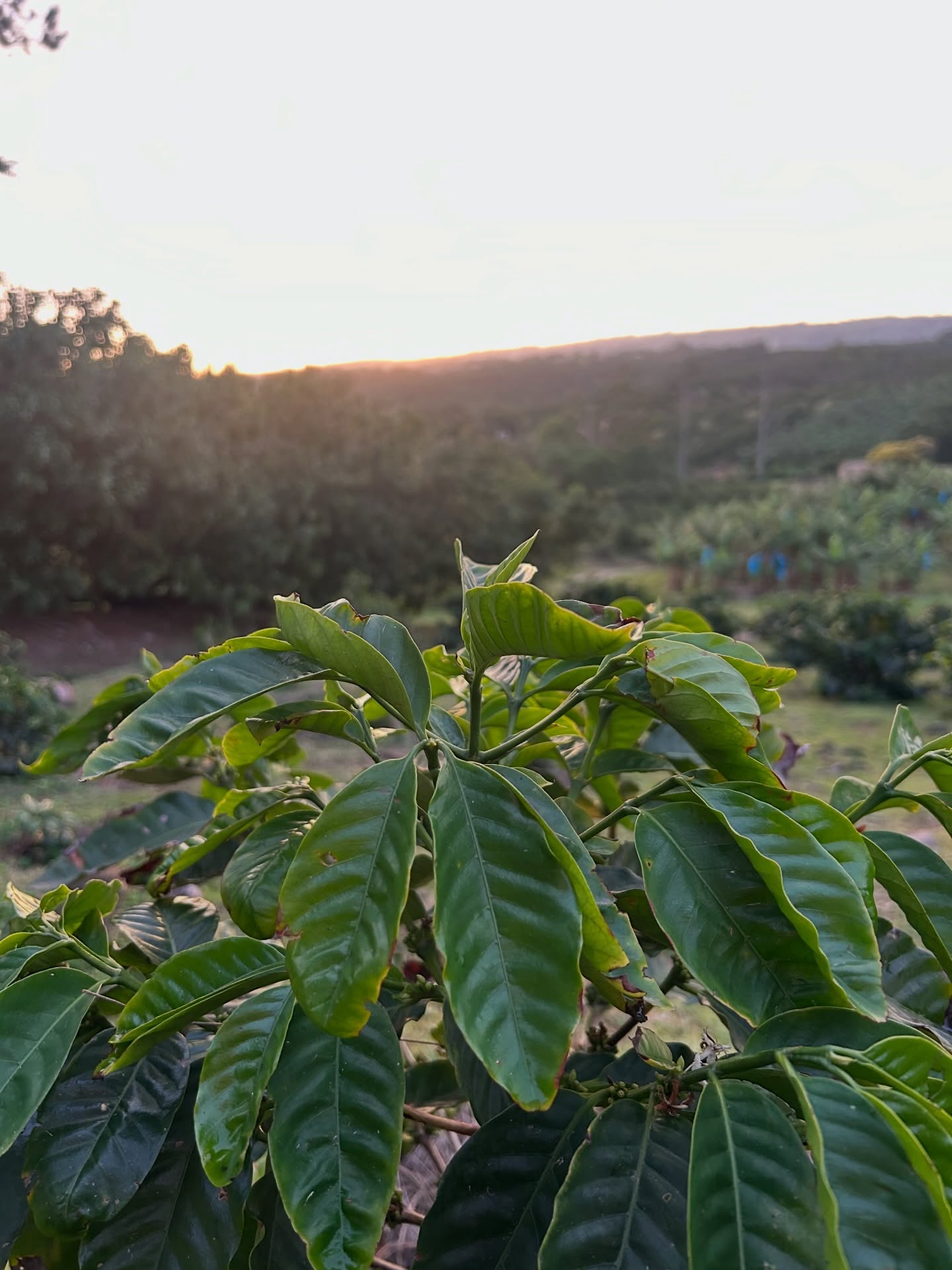 Sunset glow over coffee rows… this is the good stuff
#sunset #glow #goodstuff #coffee #coffeetrees #coffeefarm #explore #explorepage #instagood