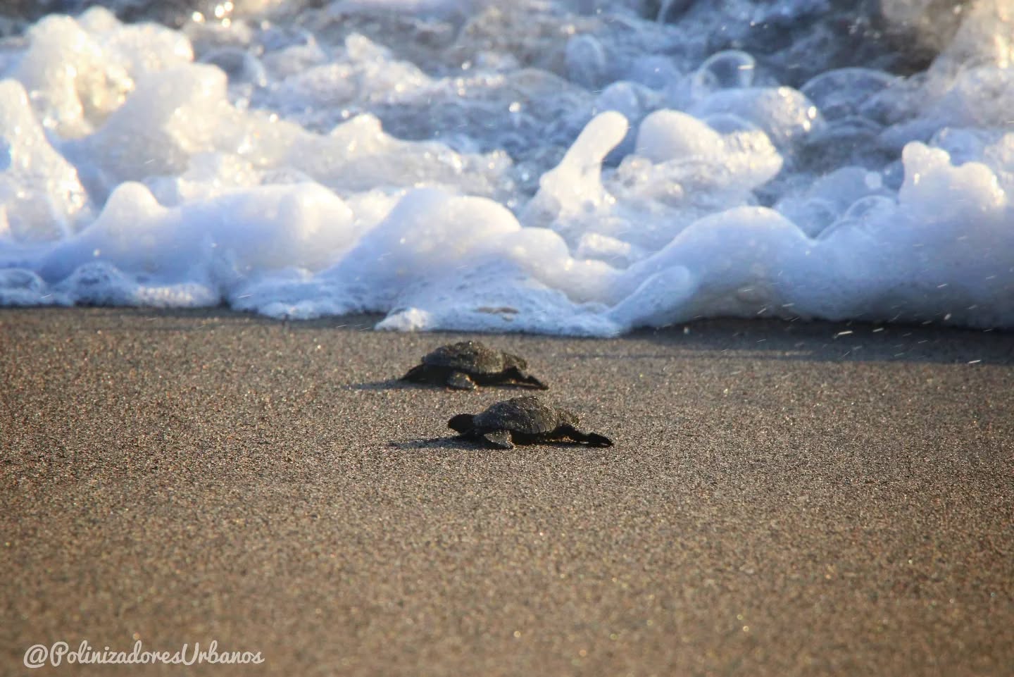 Imagínate ser un animalito que mide apenas lo mismo que la palma de tu mano, ser tan pequeño y en tu primer día de vida tener que enfrentarte al océano entero.
Pero ni el mar, ni las gaviotas o los peces son tu mayor amenza, es el ser humano.
Creaturas egoístas que por darse un "gusto" o por tener un "remedio" destruyen tus nidos para lucrar con el famoso "huevo de parlama"
Falta poco para que un día ya no veamos mas tortugas, falta poco para aquel día que las playas queden estériles ya que hay quienes se atreven no solo a saquear los huevos sin no a llevarse a las tortugas adultas.
Di NO al consumo de huevo de parlama.
Fotografía tomada en Museo Regional Comunitario de la Tortuga Marina
#biodiversidad #naturaleza #educacionambiental #tortugasmarinas