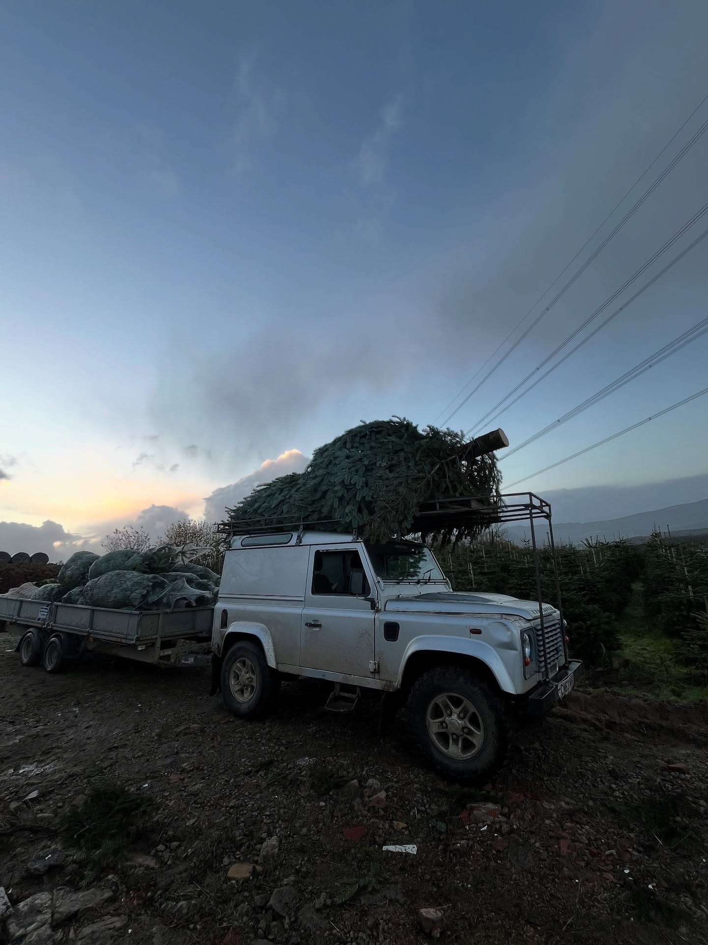Every shape, size and quantity can be delivered to your door! Don’t fancy the field, message us to order a tree 🎄 A reminder our PYO Christmas Tree experience is ticketed and can be found at www.clearwellfarm.co.uk