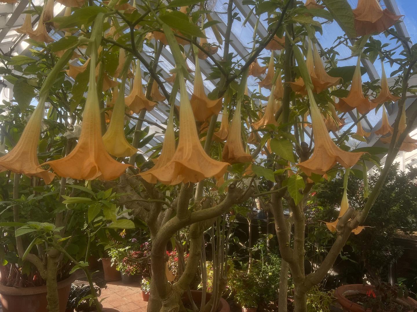 Brugmansia looking pretty splendid in the glass house today