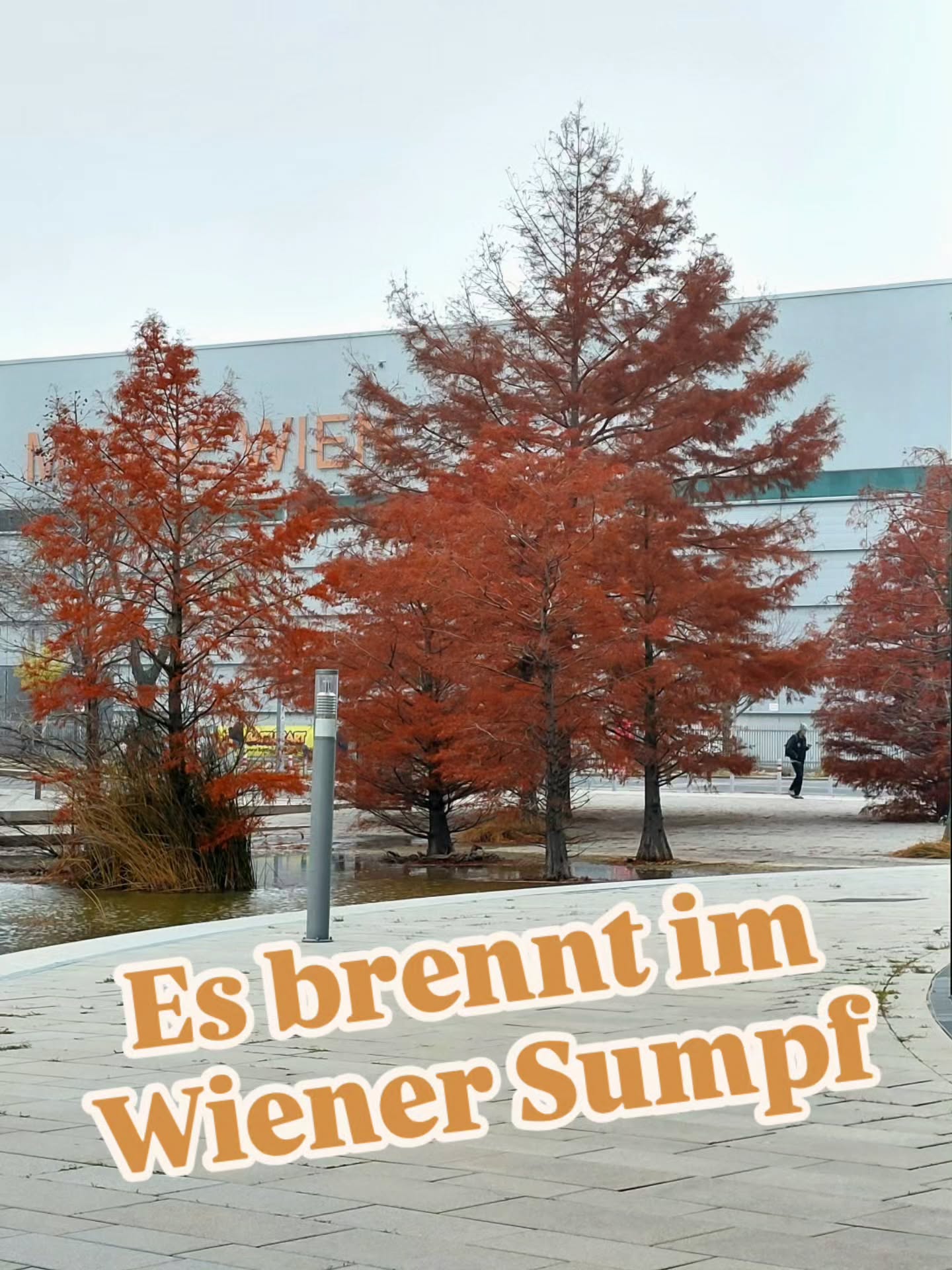 Ja... es gibt in Wien einen Sumpf... für Sumpfzypressen (Taxodium disticum)
Und um die Jahreszeit komm ich gern auf Besuch um das Leuchtfeuer zu bestaunen.
... aber schau dir auch das Farbspiel der Früchte mit dem Blatt an... ganz am Schluß... ein waaaaahnsinn.🤩🤩
#sumpfzypresse
#taxodiumdistichum #pflanzentanzen
#verenas_pflanzentanz #Pflanzenbegegnungen #bäumeinderstadt #stadtbäume #wienerbäume #bäumeinwien #stadtbaum #Baumpersönlichkeiten #wienstagram #krieauwien #herbstimpressionen #herbstfarben🍁 #herbstfärbung #wienerparks #wienergrätzl #wienentdecken #wienerstadtnatur #wienentdecken
