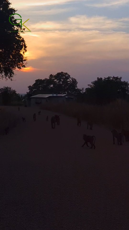 Mole National park, one of the biggest national parks in Ghana. Located in Larabanga, this park is popullarly known for ELEPHANTS. Want to experience safari in Ghana? Let guide Kophi Tours plan your Ghana safari Tour. #Safari #Ghana #Travel #molenationalpark #Zainalodge #fypシ❤️💞❤️