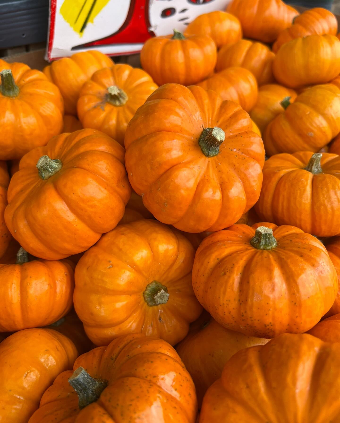 Add pumpkin to your Thanksgiving spread — ideal for pies, sides, or comforting soups! 🦃🍂
📍Shop with us at 6502 Fort Hamilton Parkway
📲Order your groceries online via @shopmercato and @instacart with the link in bio.
#brooklyn #grocery #GroceryHaul #FreshFinds #MarketFresh #InSeasonNow #ShopLocalProduce #GroceryRun #FreshFromTheAisle #StorePicked #ProduceSectionGoals #GroceryFavorites #ZucchiniLove #HealthyCart