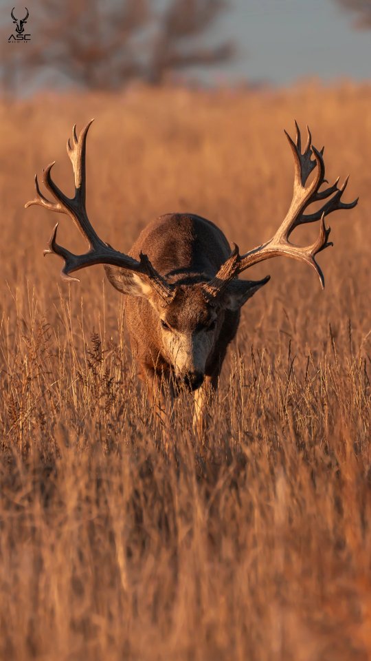 This first video and photo were the night before Slingshot's passing. I noticed his sluggish movements and head lower than usual as another Buck followed close.
Other photographers were near as the sun was setting with the Golden Light but I knew there was something off about Slingshot's behavior.
The next morning I learned he had passed from a punctured lung from a battle lost. We lost a true Giant and wonderful buck to photograph. Rest easy big fella and hope we'll see your sons grow and flourish the way you did. 🙏
The ending of the video with the mountains was from the previous weekend and you can see the difference as he lifts his head and itches his back.
I have more photos and videos I'll share soon from previous years.
Photography by @ascwildlife
#rip #slingshot #muledeer #buck #coloradowildlife