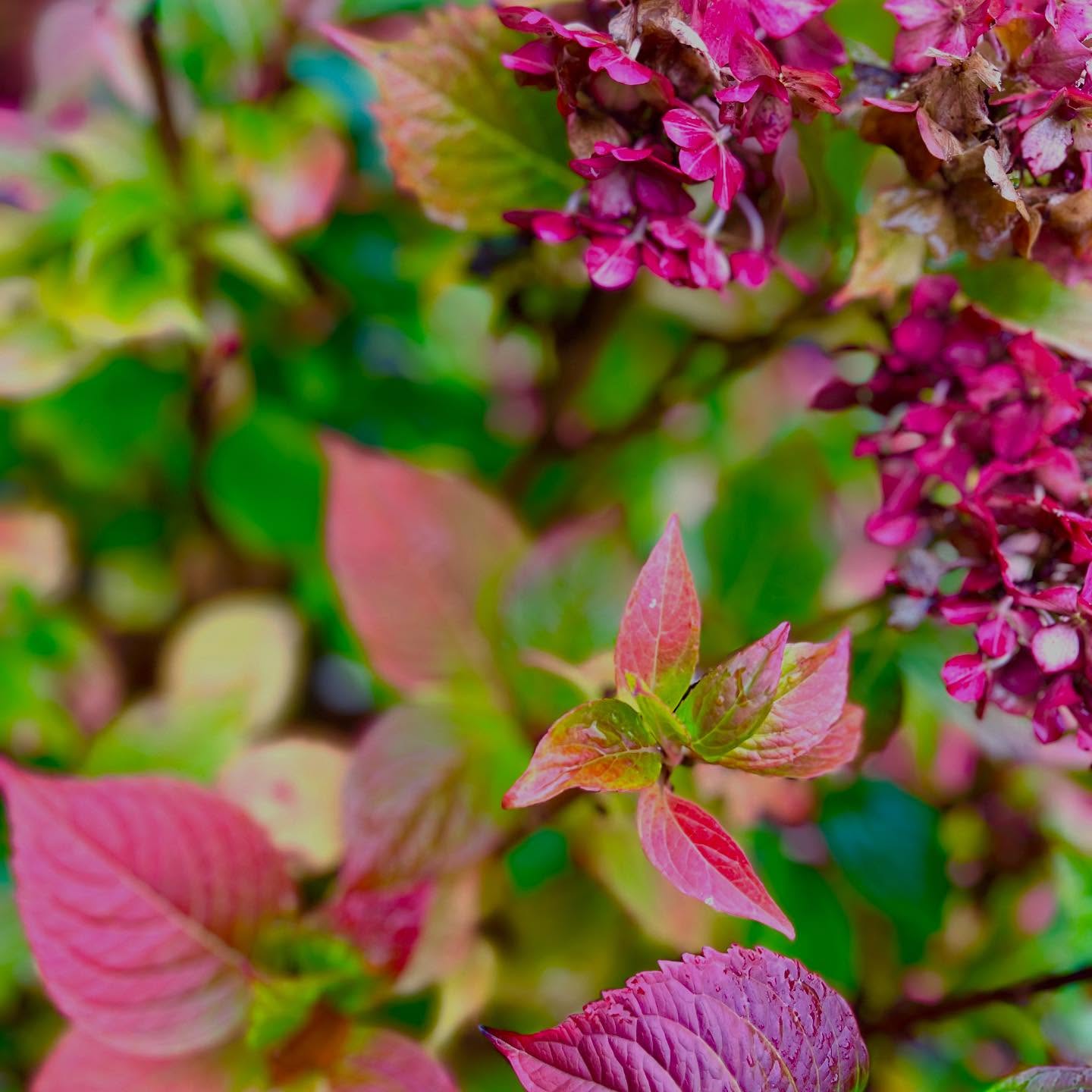 Autumn in the garden #favouriteseason #recovery #smallthings #ourweddingflowers