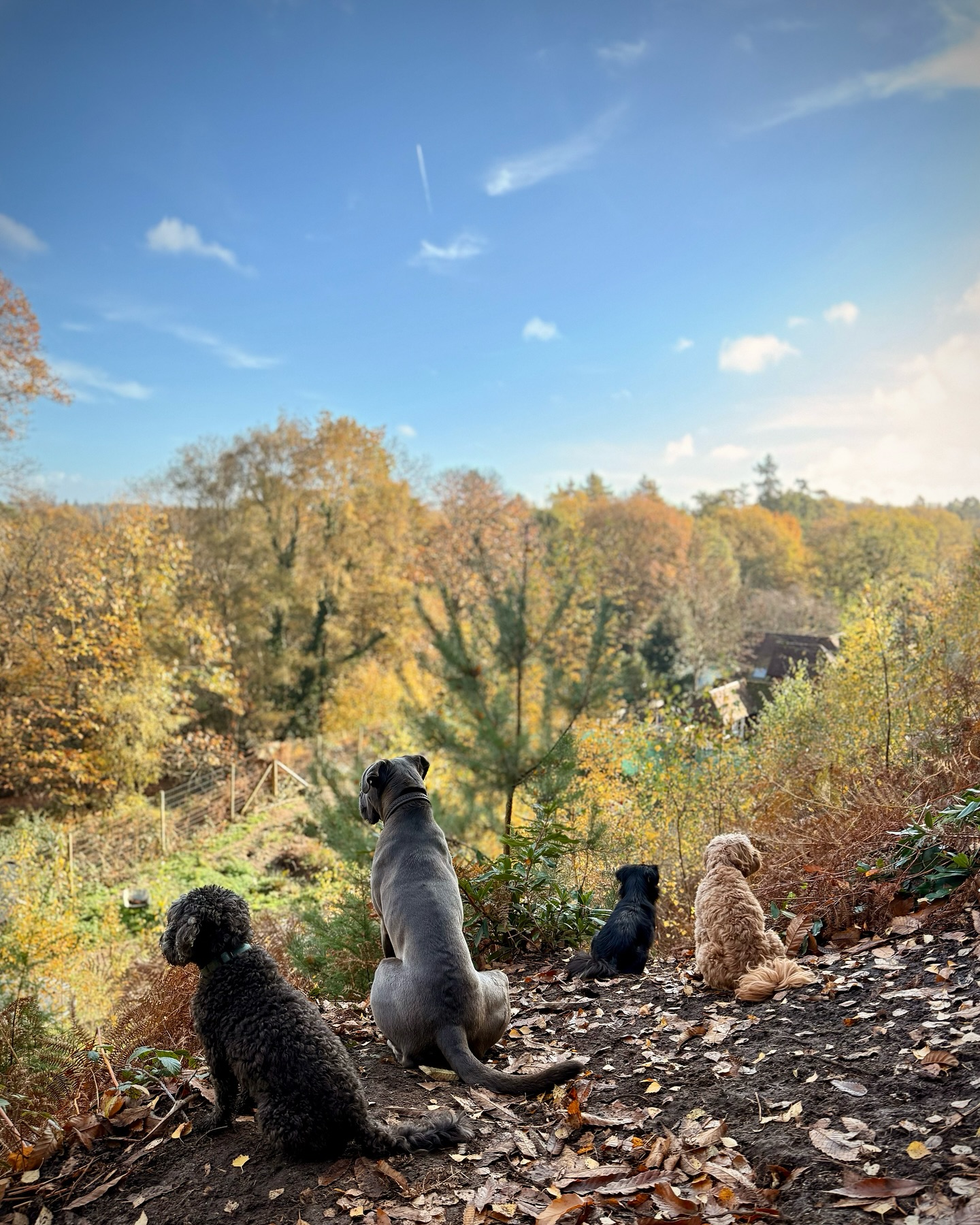 ✨ Happy Saturday! 🫶🏻🐾 Here’s a little photo dump from the past few weeks with some our daycare crew! 🐶
#DuncansDoggyDaycare #Duncans #DDD #DuncansDogCo #DoggyDaycare #DoggyDaycareLife #SurreyDogs #SurreyDogCare #LondonDogs #LondonDoggyDaycare #SurreyPetServices #DogsofSurrey #DogsofLondon #dog #dogslovers #dogsofinstagram