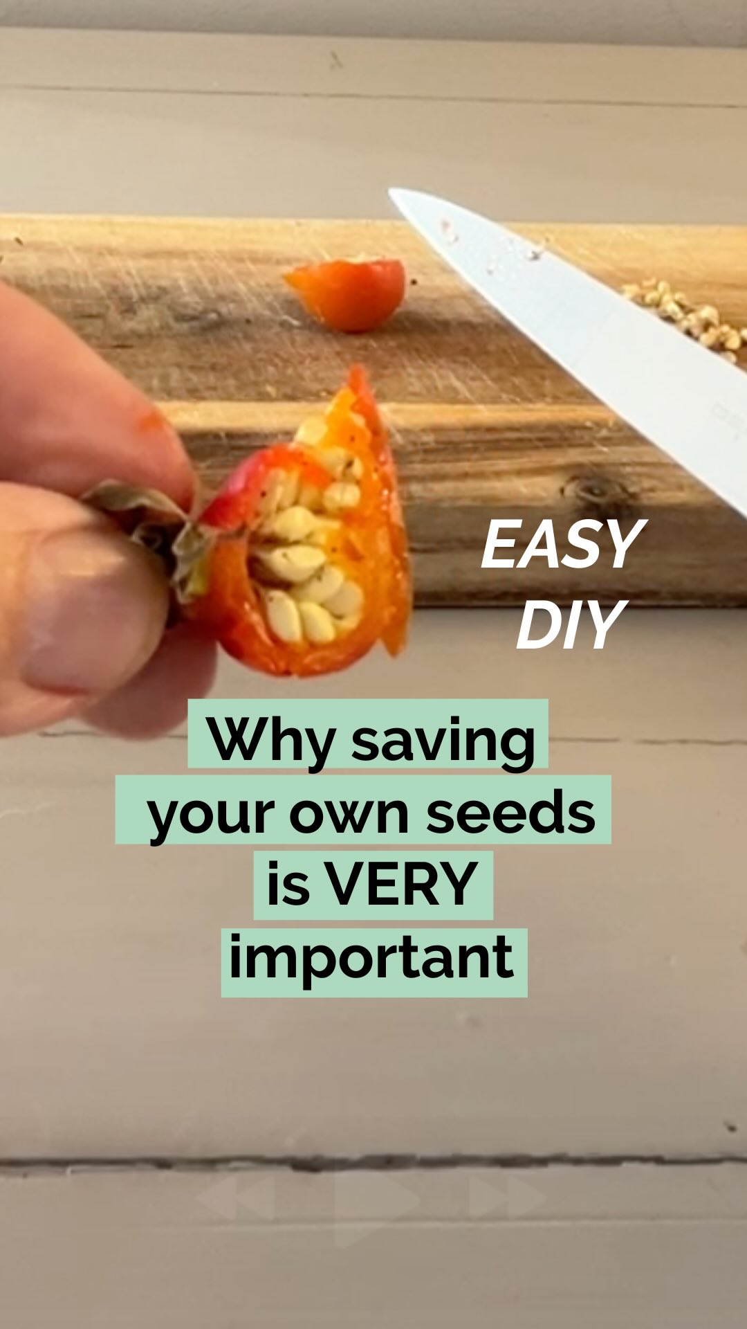 š² The organic supplier responsible for 80% of the seeds and plants used by organic growers in the Netherlands, has suddenly ceased trading without giving any reason. Just like that. This strange story shows that the availability of organic products is changing very quickly.
Itās time to take matters into our own hands. Starting with the rosehips that are now ready to harvest!
Rosehips not only produce beautiful roses, but also contain 60 times more vitamin C than oranges! You can use them to make jam, tea, or syrup to boost immunity.
š
1: HARVESTāØWait until the rosehips are fully ripe (deep red/orange, slightly soft). Late fall is ideal, after the first frost which can help break dormancy.
šŖ 2: EXTRACTāØCut rosehips open and scoop out the seeds. Rinse thoroughly in a strainer to remove all pulp and flesh - this is crucial for preventing mold.
š° 3: CLEANāØSpread seeds on a paper towel and gently pat dry. Remove any remaining pulp - wet organic matter causes mold.
šØ 4: DRYāØLay the seeds in a single layer on a paper towel in a cool, dry spot with good airflow. Let them dry completely for about 5 days.
āļø 5: STRATIFYāØMix the dry seeds with slightly damp (not wet!) sand or vermiculite in a ratio of 1:3. It should feel like a wrung-out sponge. Donāt oversaturate the mix.
š„¶6: STOREāØPlace this mixture in a labeled ziplock bag with a few small air holes poked in it. Store in your refrigerator (not freezer!) for 90-120 days - this cold stratification mimics winter and is essential for germination.
š7: INSPECTĀ āØInspect once a month for mold. If you see any, remove affected seeds and replace the medium with fresh dry material.
āØYouāre now one step closer to self sufficiency with mold-free organic seeds that can actually germinate.
š Save or share if you think this can help a friend (super nice if you do) š«¶
š Follow@helloherbal.world for tips and DIYS for non-toxic living, natural care and herbal remedies
#rosehips #gardening #gardeningtips #growyourown #roses #gardeninghacks #plantpropagation #plantapothecary #NaturalRemedies #saveyourseeds