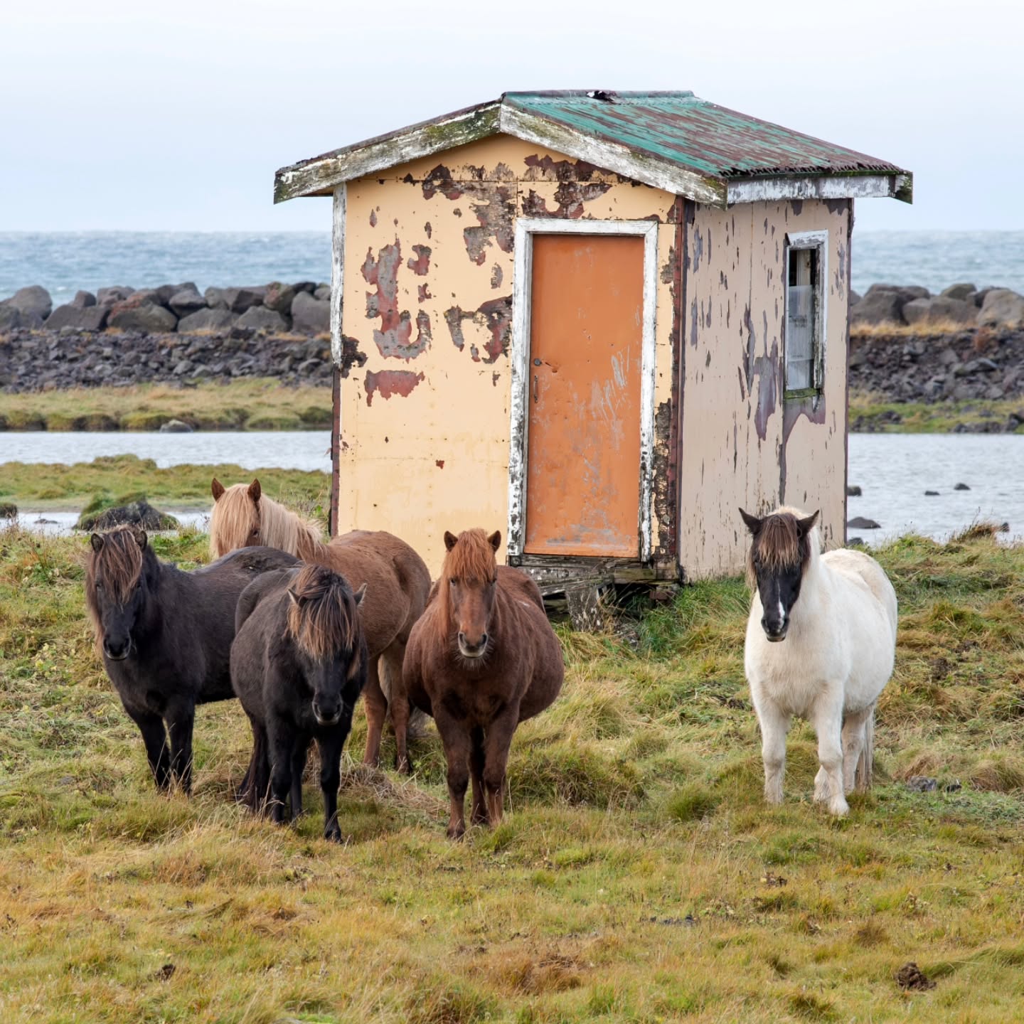 H O R S E S
One of the best parts of an Icelandic road trip is seeing all the horses. There are 80,000 Icelandic horses on the island, which is roughly one horse per 4 people 🇮🇸
.
.
.
#travel #travelblogger #travelphotography #travelgram #photography #adventure #nature #landscape #instagood #instamood #instadaily #love #earthoutdoors #beautifuldestinations #discoverearth #wanderlust #picoftheday #canon #canonphotography #nofilter #iceland #islandia #island #north #europe #tbt #nofilter