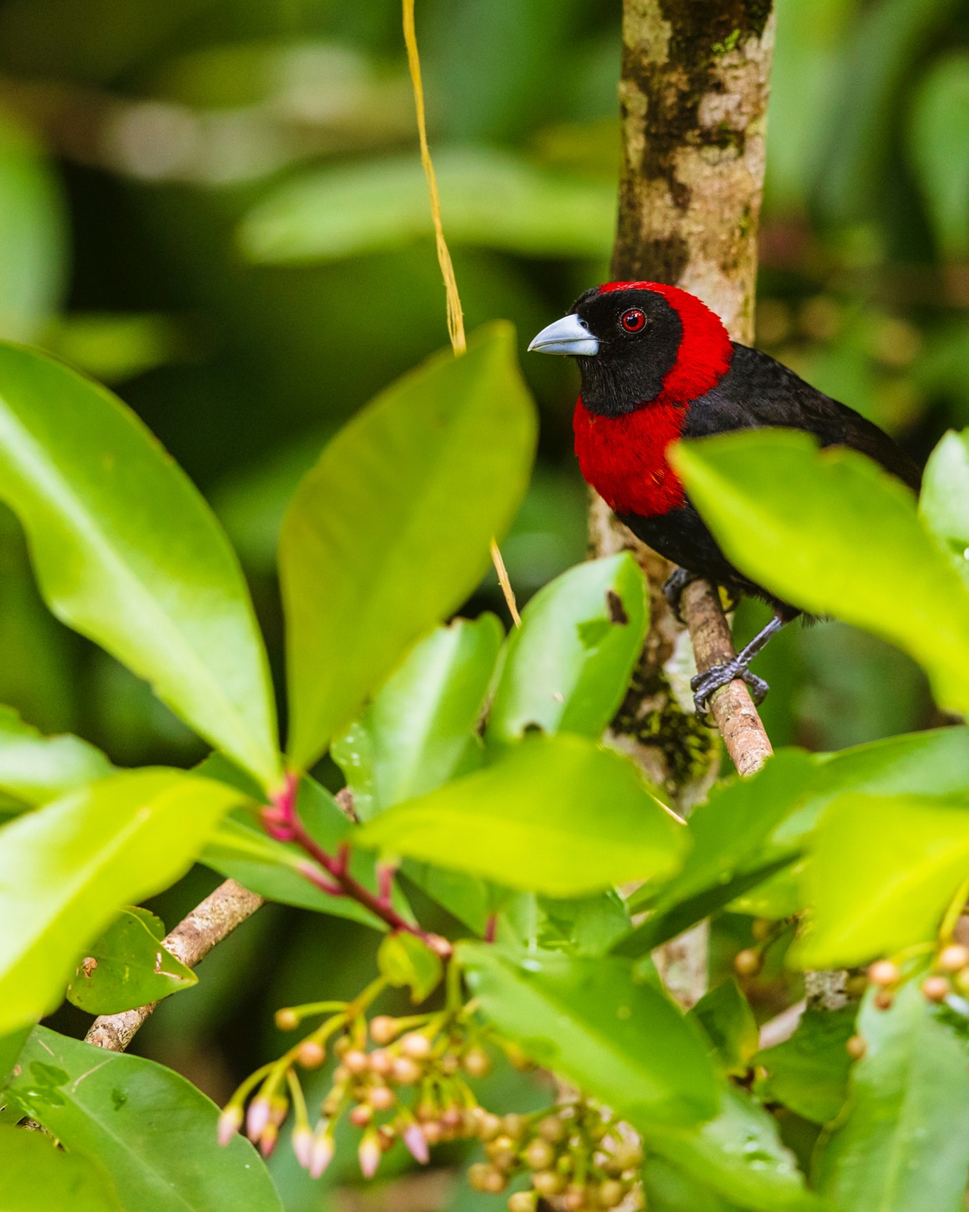 Someone is always watching.
☆
Crimson-collared Tanager
☆
#birdman #birdsofig #birding #birdwatching #birders #birdnerd #birdingtrip #birdingtours #birdphotography #birdwatchingtours #birdistheword #bird_brilliance #birdsasart #birdsofcostarica #puravida #puravidabirding #neotropicalbirds #neotropicalbirding #travelgram #travelphotography #natureza #acacia #birdlovers #goldenlight #hummingbirds #eye_spy_birds #rainforest #crimsoncollaredtanager #birdyourworld