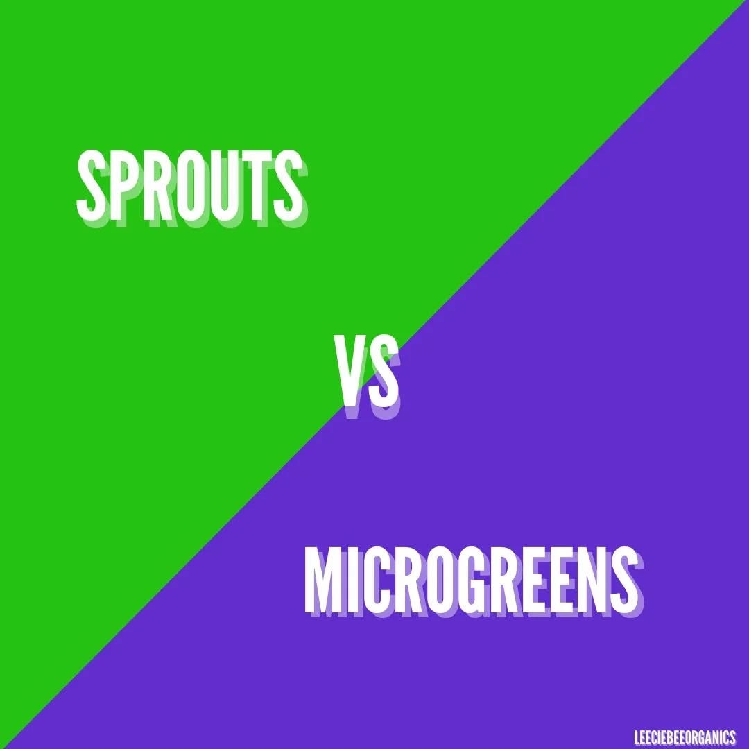 WE HAVE SPROUTS AND MICRO GREENS AVAILABLE! WHAT'S THE DIFFERENCE?
MICROGREENS:
🥬MORE INTENSE FLAVOR
🥬TAKES LONGER TO GROW
🥬 HIGHER IN VITAMINS, MINERALS AND ANTIOXIDANTS
SPROUTS:
🌱 HARVESTED MUCH EARLIER
🌱 ENTIRE PLANT IS EATEN
🌱 GROWN IN WATER ONLY!
COME HAVE A TRY!! WE HAVE SAMPLES AS WELL!
#microgreens
#sprouts #alfalfasprouts #805living