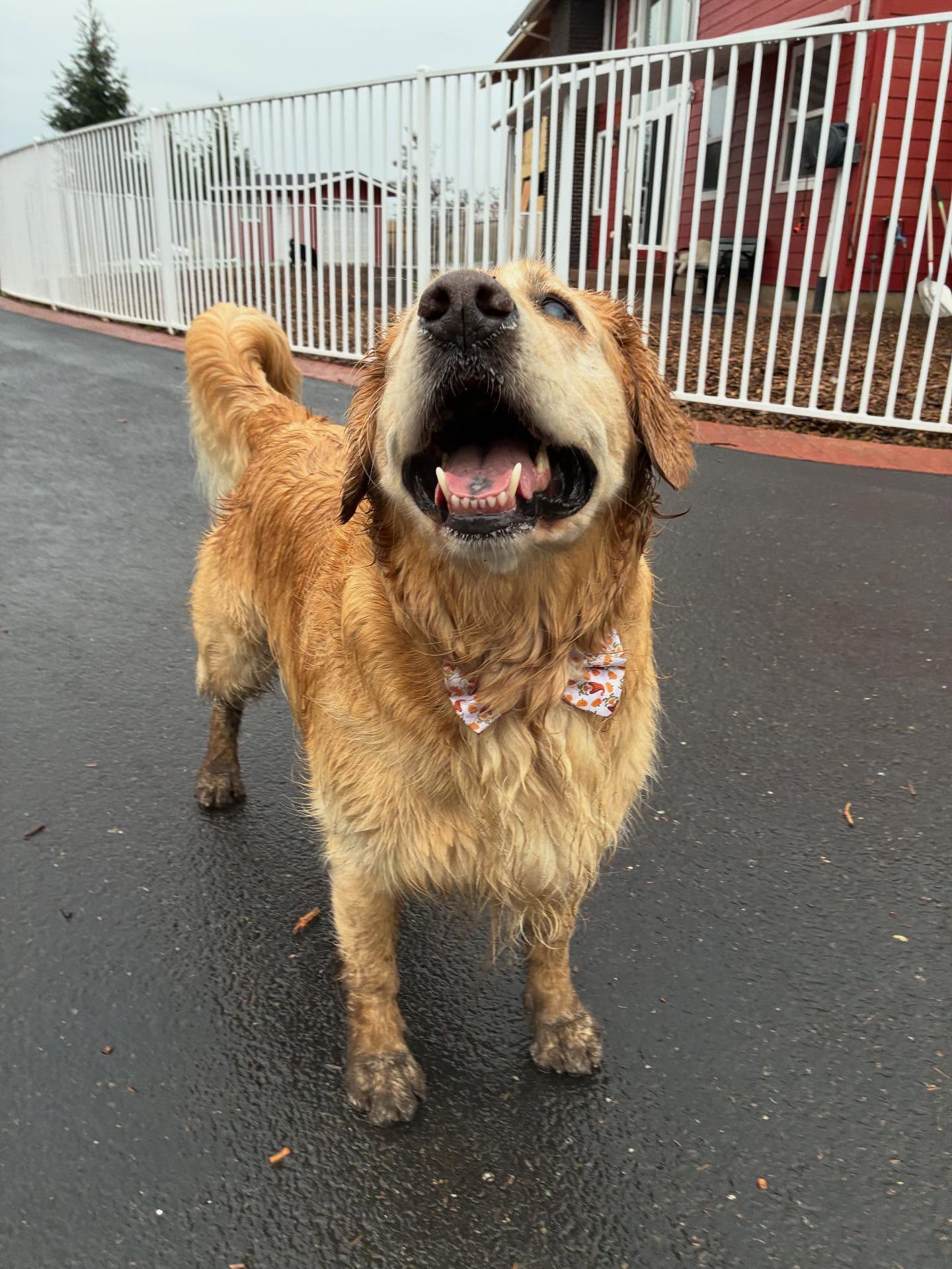 Tucker is looking dapper! 🎀