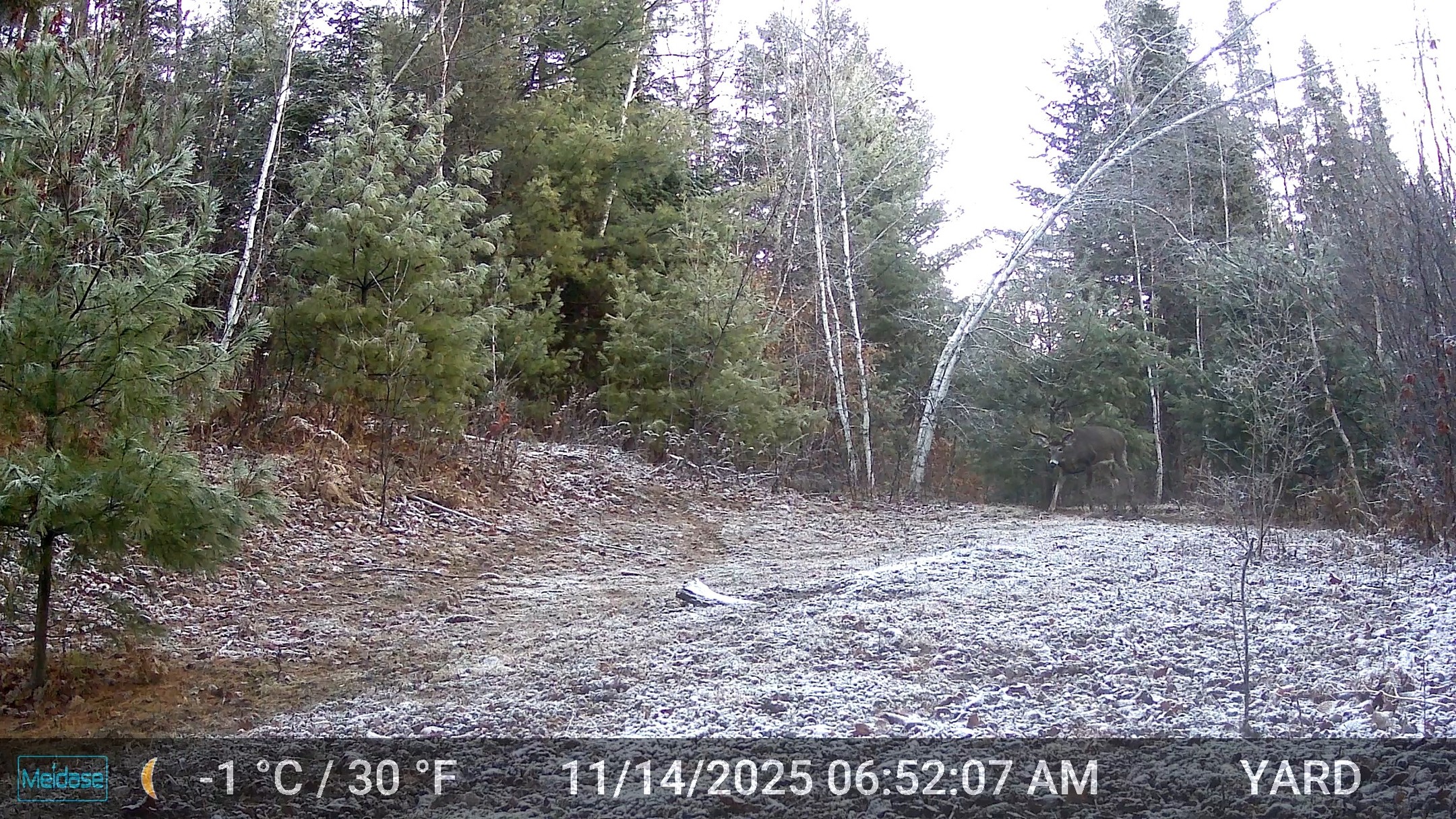 My love of nature and wildlife began in the woods of Maine. As a kid, I loved every visit to the state to see family. On every drive, weekend visit, or week-long vacation, I would strain my eyes to catch any glimpse of wildlife, but especially White-Tailed Deer. To me, they are beautiful, graceful, regal, especially mature bucks in full autumn splendor.
Here at my Cabin, I am fortunate to have an abundance of woodlands that host every species of woodland animal native to Maine. I see so much on my game cameras, but, still my favorite is a fully grown buck with impressive antlers. This beautiful buck was on more than a few of my cameras and each viewing seemed better than the last. This clip was the best. Look at how spectacular he is!!!!!!!!!!!!
Seeing such a beautiful animal should inspire all of us to appreciate nature and wildlife, but also respect them.
I hope to see him next Fall!