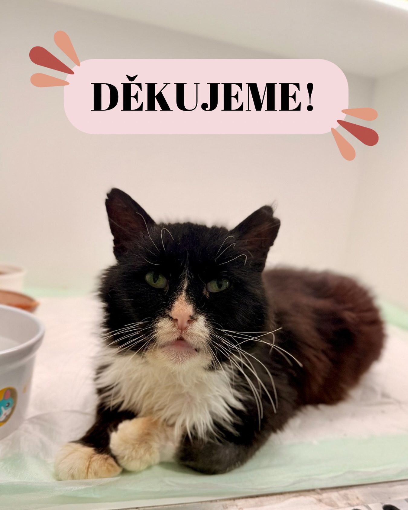 Dneska tu pro vás máme konečně příběh, u kterého si nemusíte připravovat kapesníky, ale spíš popcorn 🍿😅
Náš Hubert — ano, TEN Hubert, kterému hrozila amputace — má za sebou operaci a… ✨ nožička je zachráněná! ✨ Kdyby uměl tleskat, už to tu jede standing ovation. 👏🐱
A víte, co je na tom nejlepší?
Že zatímco my jsme po téhle veterinární jízdě úplně finančně i psychicky vycucnutí jak starý citron 🍋…Hubert to pojal tak, že když už skoro přišel o nohu, tak si teď prostě bude žít jako král. 😎
— Česání? Miluje.
— Mazlení? Jeho nový koníček.
— Vaše kolena? Jeho nový majetek.
— Jídlo? Zjevení z vesmíru.
(Ten kluk zažil hlad. A teď to dohání stylem „misku vidím – misku sním“.) 😋
Když si k němu sednete, okamžitě se nacpe do vašeho osobního prostoru, protože „co kdyby zrovna teď chtěli dát pusu na čumák, že“.
A když vezmete kartáč?
Hubert se vypne, zavře oči a tváří se, že právě odplouvá na vlně nirvány. Upřímně — my bychom takovou relaxaci taky brali 😂
A teď k tomu nejdůležitějšímu:
Děkujeme. Za každou korunu, každé sdílení, každou zprávu. Bez vás by Hubert neměl nožičku… a hlavně by neměl tu šanci žít život, který mu tak strašně dlouho chyběl. ❤️
Díky vám tu dnes máme kocoura, který doslova převezl osud — a ještě se u toho směje.
Děkujeme, že jste s námi.💛
Terka ze Šklíby 🐾