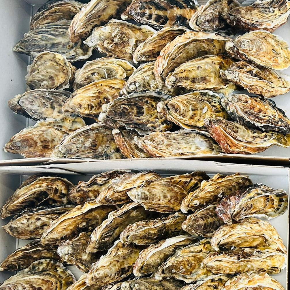 Chefs, when adding shellfish to your menus, choose Oysters with provenance that really counts. 🦪 🦪 🦪
My Fish Company proudly supplies Carlingford Oysters, cultivated in the pristine, Grade-A waters of Carlingford Lough in Ireland. By sourcing this celebrated ingredient, you are ensuring your guests experience a quality born from a unique merroir—where the Atlantic tidal exchange meets freshwater runoff from the surrounding mountains, creating a rich and distinctive flavour.
These oysters are renowned for their plump, meaty texture and complex taste profile that moves from a vibrant salinity to a delicate, creamy sweetness and a clean, mineral finish.
It takes three years of dedicated farming to achieve this perfection, and we bring it straight from the lough to your pass.
Choose Carlingford Oysters to affirm your commitment to sourcing world-class, impeccably-farmed produce. Contact your Account Manager to find out more.
#CarlingfordOysters #IrishSeafood #PremiumOysters #ChefsLife #SustainablySourced #MyFishCompany