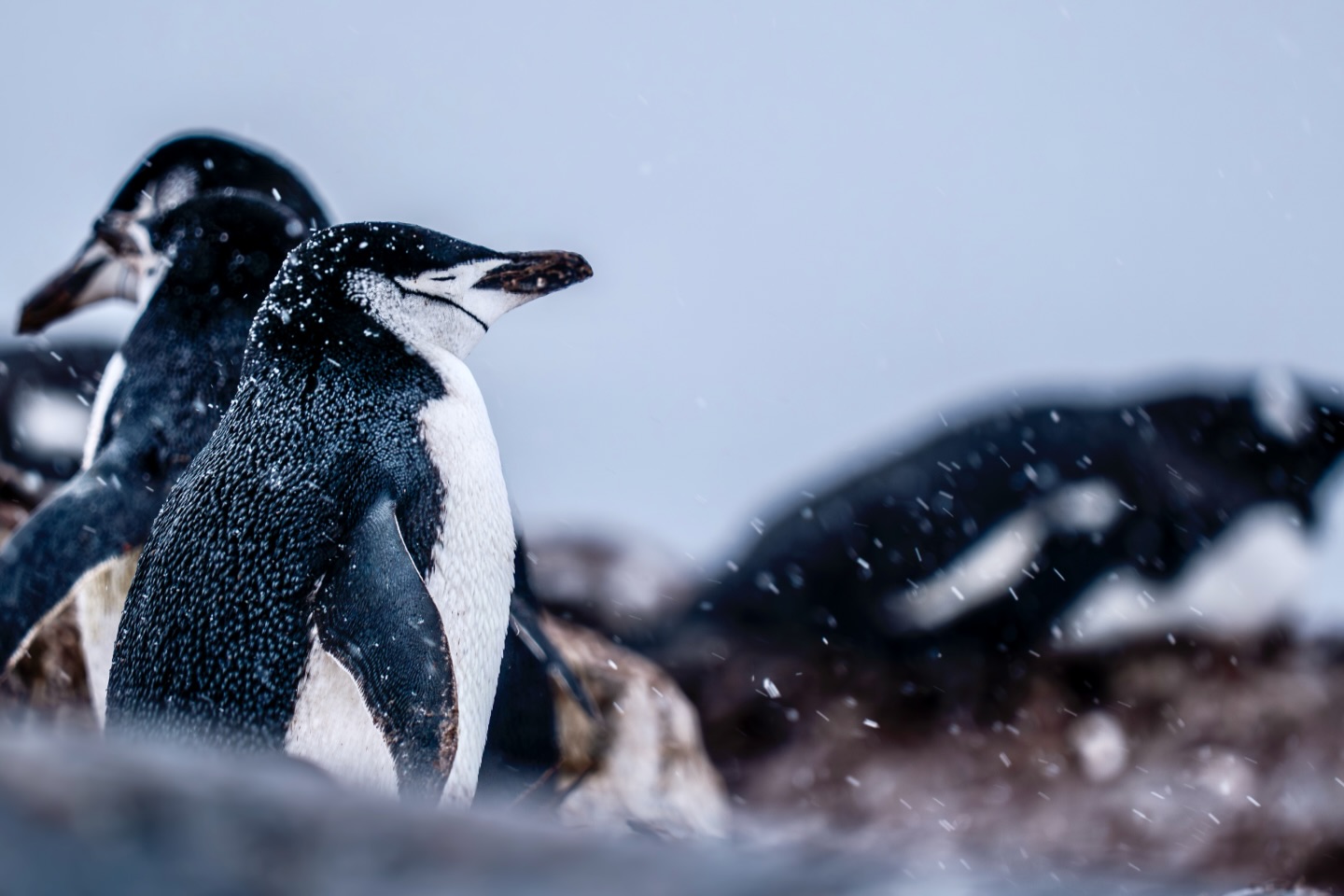 Dans cette lumière pâle,
tout devient simple :
tenir,
respirer,
exister.
#Antarctica #Penguins #WildSoul #ColdBeauty #NaturePhotography #Minimalisme #VoyagePhotographique #EspritNordique #ExplorationVisuelle #FineArtPhotography