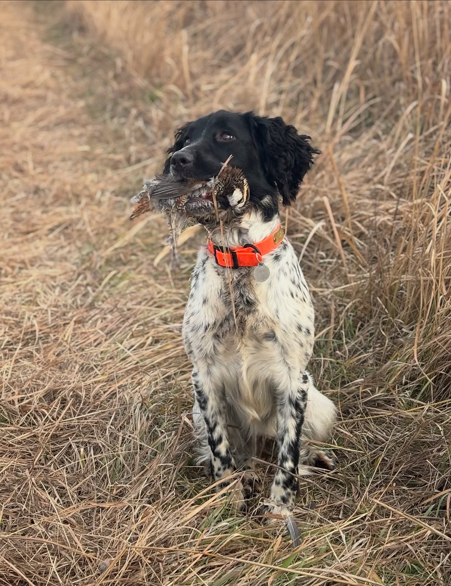 Little victories build great gun dogs.
Monty got his very first wild quail in Nebraska this week a moment his owner, Scott, will never forget.
The best part? This was Monty’s very first trip home during his training development, perfectly timed for some true wild-bird experience. It couldn’t have been a better opportunity for this young dog to put all his training to work.
Scott shared how it unfolded:
Monty flushed the covey beautifully, sending the main group flying in one direction. Once Scott knew Monty was steady, he turned the opposite way and took a single bird, but Monty hadn’t seen fall. Scott gave Monty a gentle handle in the direction of the fall— no more than 20 yards along the cut-corn edge — Monty went straight to work.
From there, it only got better. He then flushed six pheasant hens out of another field, driving right into the wind with growing confidence. Today, Scott said he was already more animated, more purposeful, and starting to push that clean, direct line into the birds which we love to see.
These are the moments that make all the training worth it watching a young dog discover his instincts, trust his handler, and come alive on wild birds for the very first time.
What a special beginning for Monty and Scott.
And something tells us… this is only the start of many great stories to come. 🐾🤎
STRONG’S EKKI-EKKI-EKKI-EKKI-PTANG ZOOM-BOING!
Owner-Scott
If you’re ready to give your young dog the same foundation and confidence Monty is building, we’d love to help.
Learn more about our training programs at www.spanieltraining.com where great bird dogs begin.
#craneyhillkennel
#spanieltraining
#younggundog
#uplandhuntinglife
#firstwildquail
#nebraskahunting
#birddogintraining
