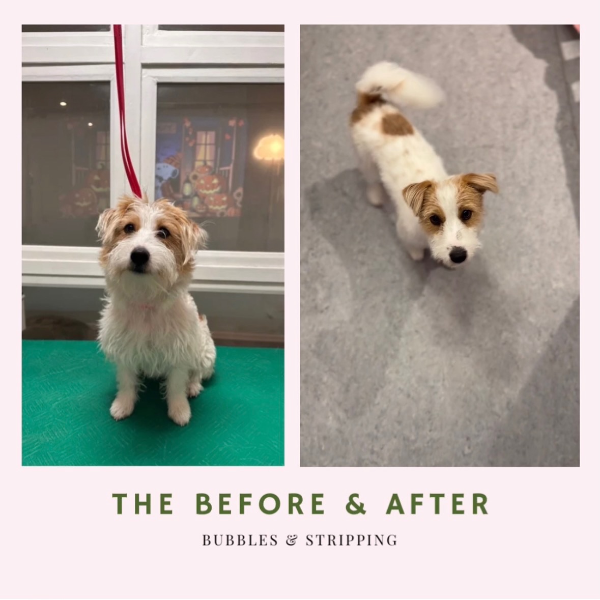 Swipe to see the before and after — and check the video to see how the coat looks in real life, not just in a photo.🐶🐾
This treatment is not a Bubbles & Cut.
For this dog, we used Bubbles & Stripping, a technique made for wire-haired/rough-coated dogs to keep their natural texture, color, and coat quality.
If your dog has a similar wire coat and you want to maintain the proper structure and avoid softening or discoloration, this is the service to book.
It keeps the coat healthy, breathable, and true to the breed standard.
You can read more about this technique and when to choose it on our website.
📍 CPH Pets Club – Hundesalon i København S
#CPHPetsClub #HundesalonKøbenhavn #DogGroomingCopenhagen #HandStripping #WireCoatCare #TerrierGrooming #HealthyCoat #DogsofAmagerbro