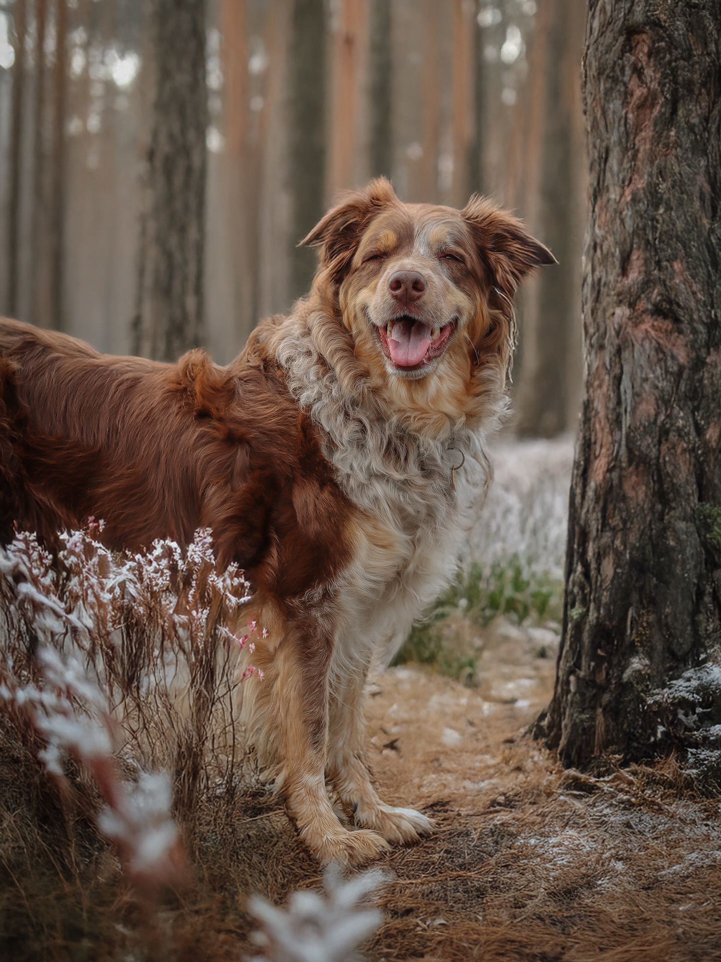 Turns out a dusting of snow is all Chester needs to enter his “main character in a winter movie” era ⛄️❄️🧣⛸️
We’ve got a small dusting and mainly ice but the next village has seen drifts! 😱❄️