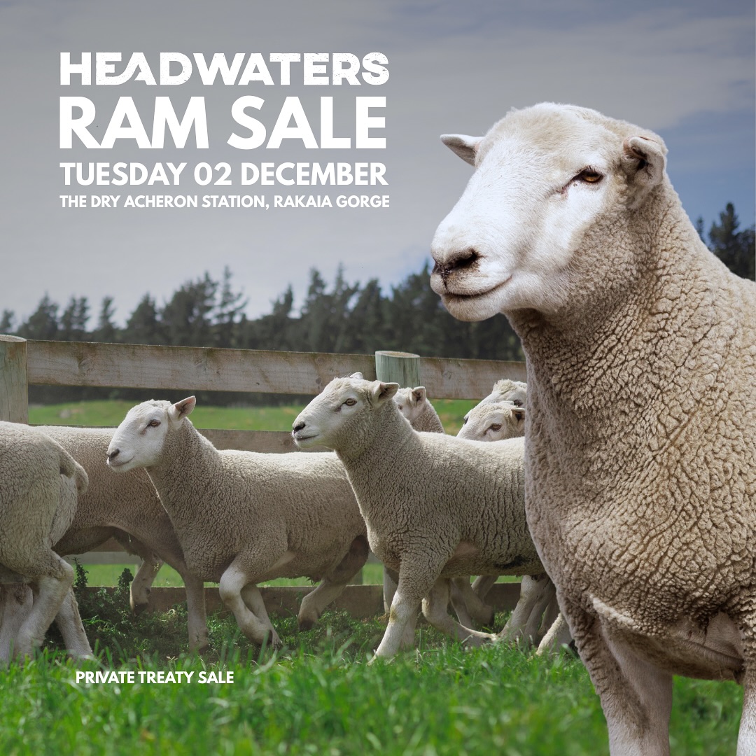 14 days to go until our 2025 Headwaters Ram Sale! We look forward to welcoming our farmers back up to The Dry Acheron Station to select their Headwaters rams.
Our focus is to provide our farmers with genetics that promote improved:
🐑 Body Condition
💪🏼 Survival & Resilience
🪱 Parasite Resilience
🥩 IMF & Polyunsaturated Fatty Acids
📈 Growth Rates
🦴 Structural Soundness