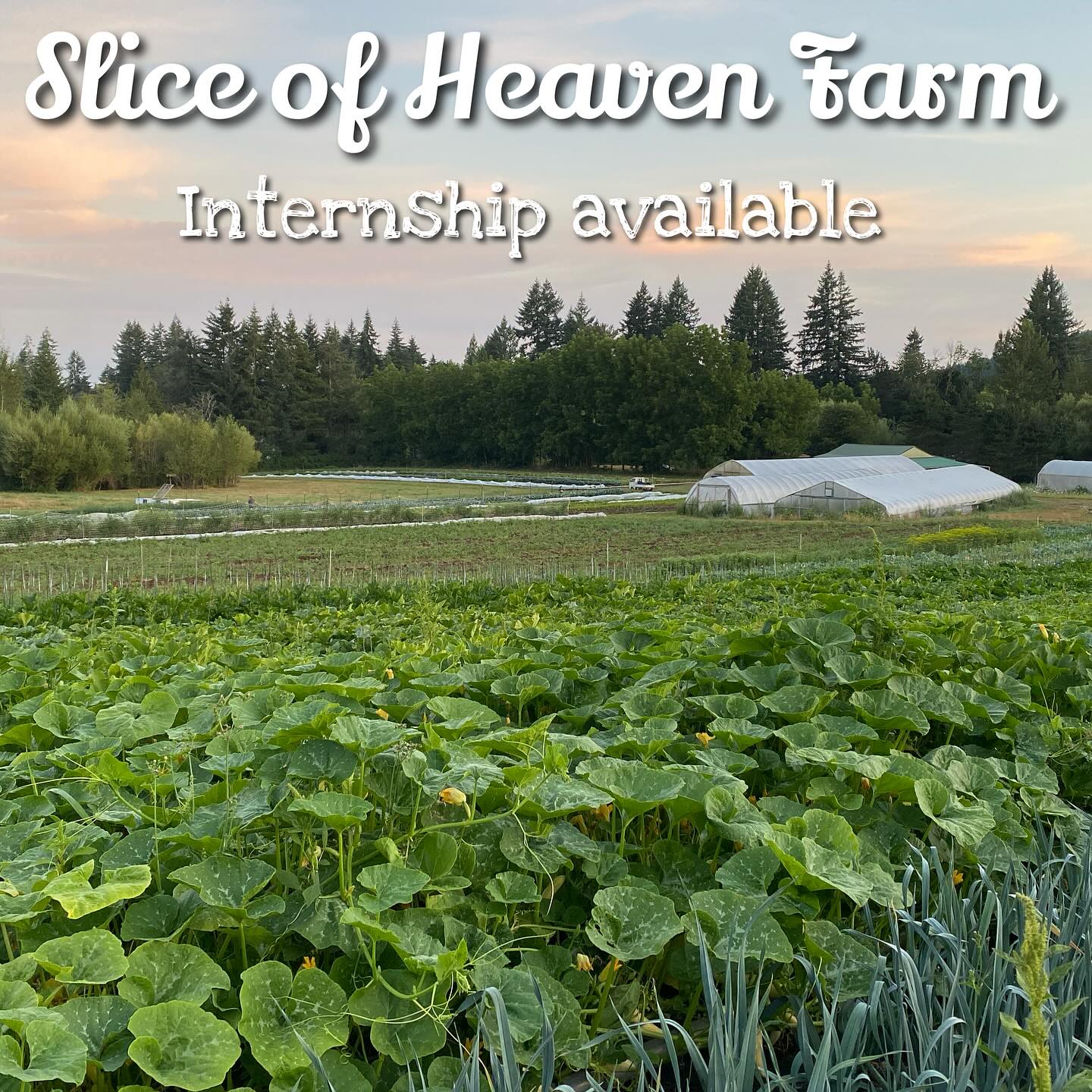 Our internship position for 2026 is open for applications. Feel free to share this post.
Link in bio
www.sliceofheavenfarm.com/joinourteam2026
