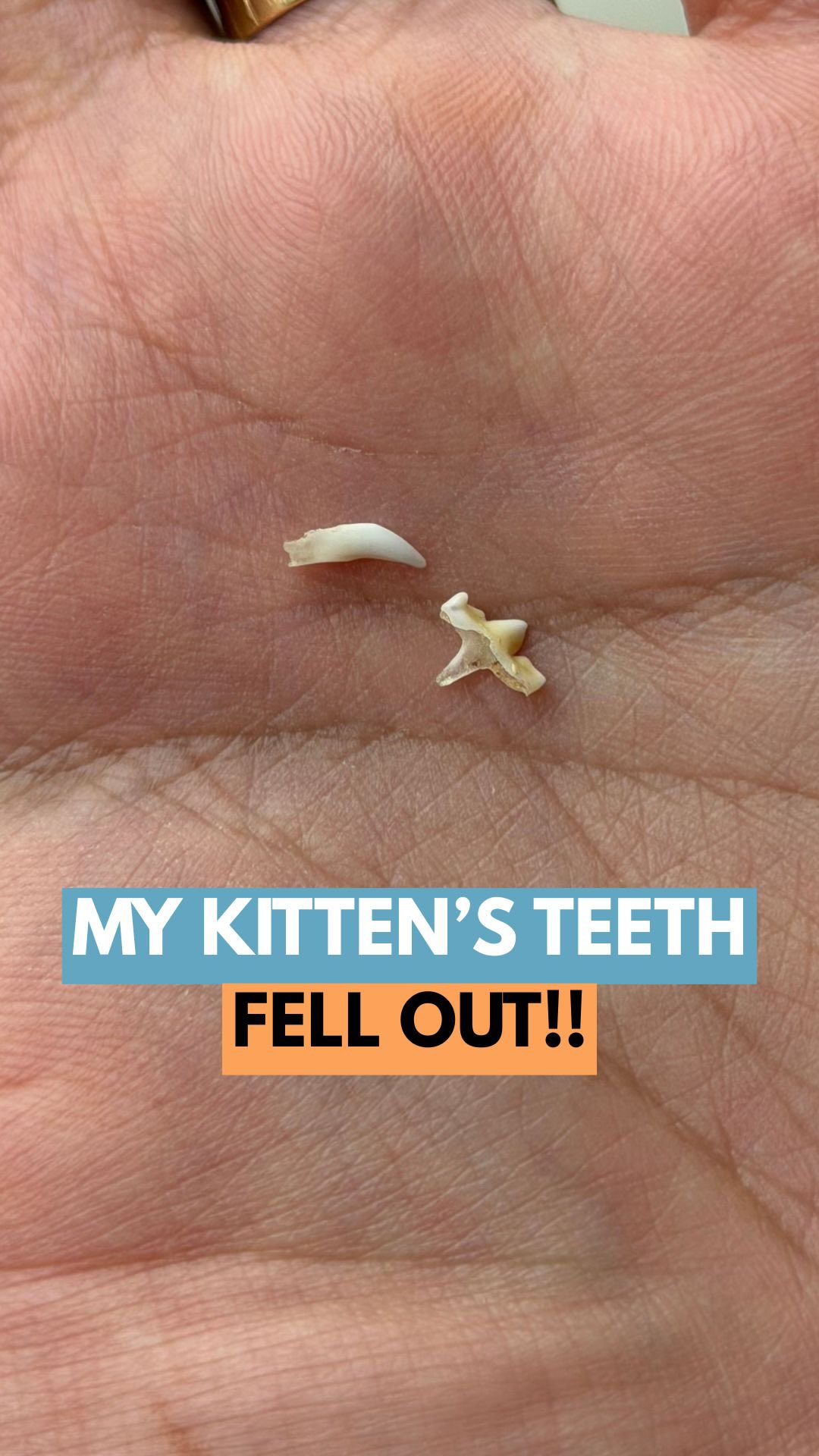 We got a message from a pet parent the other day totally freaking out because she found her kitten’s teeth on the sofa!
But this is totally normal. Kittens lose their baby teeth just like we do, and new adult teeth grow in.
And don’t worry if you never see any teeth around the house.. most of the time they just swallow them without even noticing 😅
@mikesvetdxb
#cathealth #felinehealth #catlove #dubai