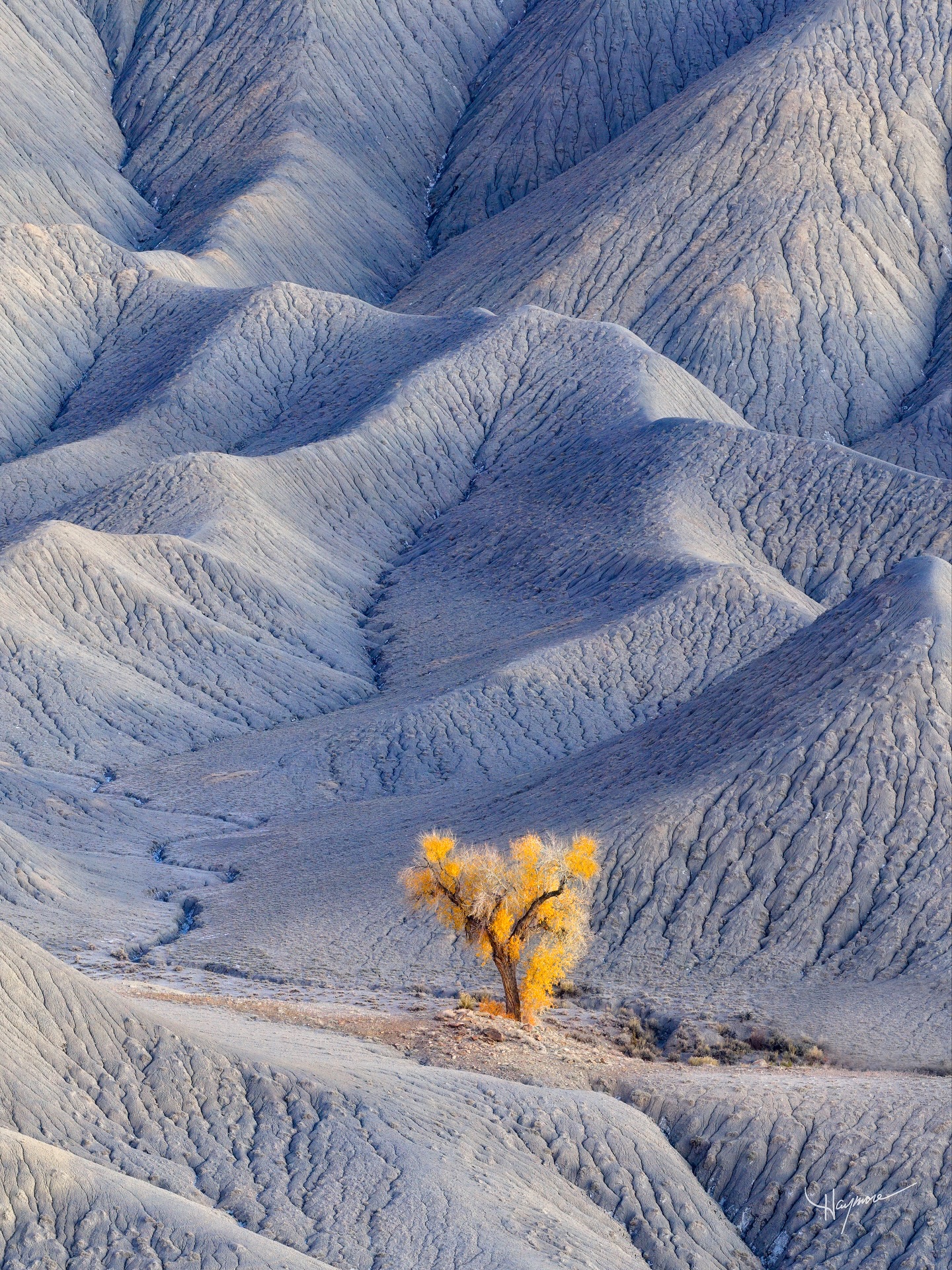With landscape photography, it’s quite difficult to find and capture something rare that hasn’t been photographed many times over.
When I found this lone Cottonwood tree in the middle of the badlands, where nothing else grows, I was elated. I first found the tree in winder and it looked lifeless with no water source. I then returned the following two years to see if it was alive and would have golden yellow leaves as the seasons turn.
This single photograph took its toll and required sacrifice. Both of my return trips to this very remote area were met with terribly washed out roads from flash floods. The damage to my truck lead to thousands in repairs and new high clearance bumpers, and the heavy labor of digging out roads with a shovel to make them passible again.
In the end, I’m extremely thrilled with this photograph, capturing a seasonal spring that gave life to this tree in such a desolate and arid place.