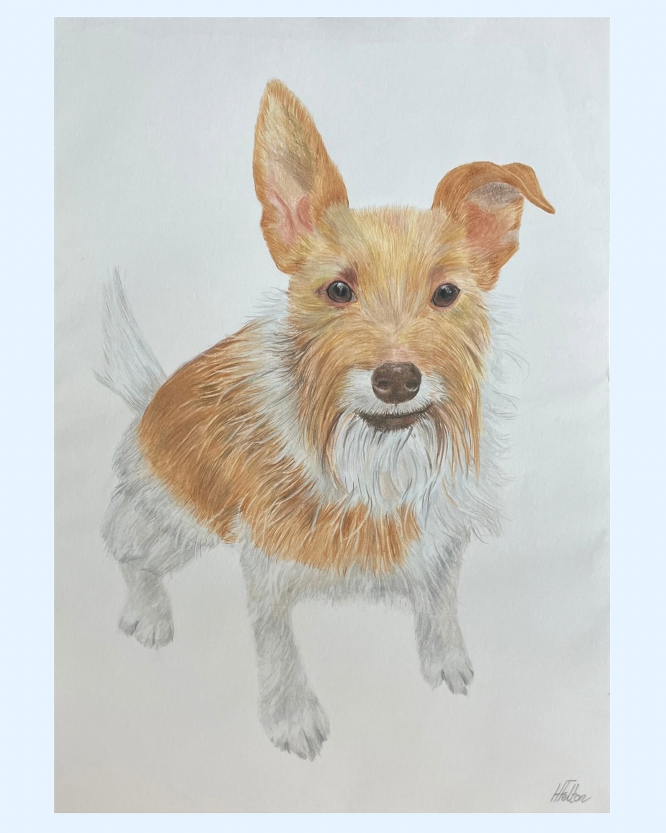 It’s been a long time since I last did a pet portrait but I really enjoyed creating this piece of ‘Freddy’.
I forgot to take a proper photo of it before I packaged it so you can see the shadow of the sleeve it’s in ready to be sent 🤦🏼♀️🤣
#petportrait #pawtrait #dog #commission #gift #colouredpencil