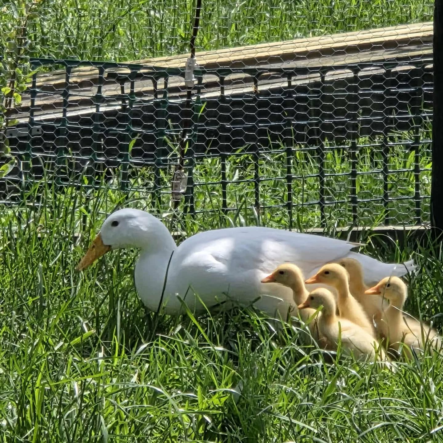 Garden #17
Sue Little & John Powell
The feature of this property is the extensive, all edible, organically managed vegetable and berry garden which is all undercover. Their aim is to produce nutritious food as self sustainably as possible.
Photos- Amy Burton
#rotoruaevents #rotoruafestivalofgardens #sustainably #kiwigardener