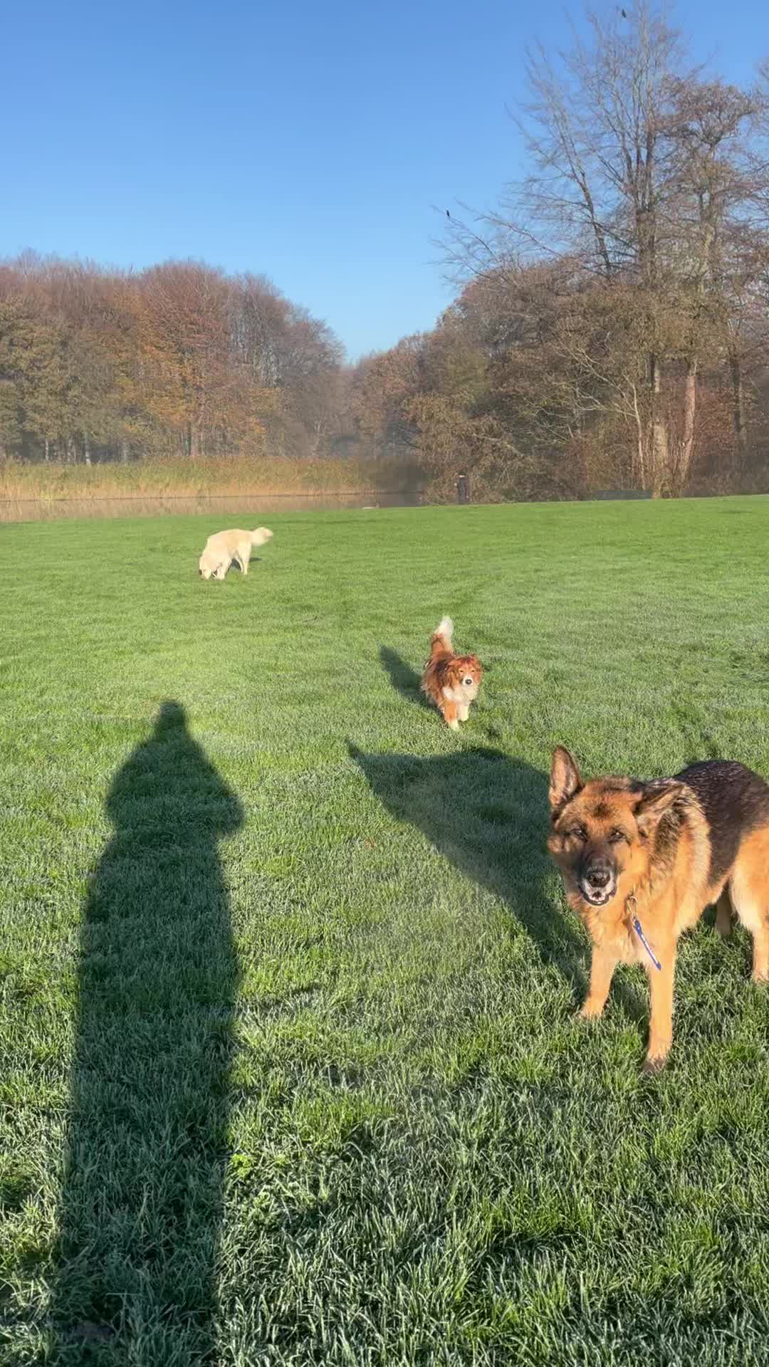 Een prachtige winterse ochtend! โ๏ธโ๏ธ๐ณ
๐พ Biggie, Ollie, Milo, Roos, Brooklyn, Diesel en Noortje