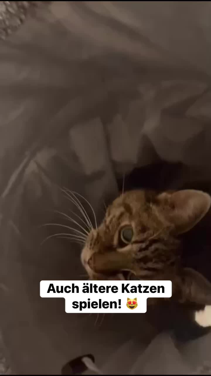 Rösi spielt! 😻😻😻
Als Katzen-Ärztin Carol Zahnd sie zum ersten Mal sah, wirkte sie alt, schwach und abgemagert. Wie ein Häufchen Elend kauerte sie draussen und schaute ins Nichts.
Bei der Untersuchung wurde klar: Rösi hatte ein Calici-Virus, was zu Zahnproblemen und Schmerzen im Mund führte. Sie ass nicht mehr, ans Spielen dachte sie schon gar nicht – sie fürchtete sich sogar vor Spielzeug.
Nach einer Rundum-Zahnsanierung nahm eine befreundete Tierärztin Rösi bei sich auf und pflegte sie wieder gesund. ❤️ Seither blüht Rösi richtig auf und altert scheinbar rückwärts. 😸 Sie spielt mit Elan und Begeisterung... und beeindruckender Beweglichkeit!
Rösi zeigt perfekt: Nicht nur junge Katzen spielen! In jedem Alter ist Spiel ein Zeichen von Gesundheit und Wohlbefinden.
Mehr zum wichtigen Thema "Richtig mit Katzen spielen" erfahrt ihr im kostenlosen Kurs am 13. Dezember bei uns in Zuchwil: www.felivet.cat/kurs (klickbar in der Bio)
PS: Die befreundete Tierärztin ist ab Januar 2026 Teil unseres Teams – mehr zu ihr folgt später! ❤️
#Katze #Katzen #Katzenliebe #Katzenpraxis #AlteKatze #katzenspielzeug #Tierarzt