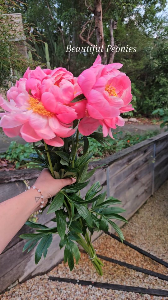 Peonies are one of those flowers that are truly inspiring to work with. It is a beautiful stand-alone flower, but it looks stunning in arrangements and designs also. 🌸
Playing with these ladies today for an upcoming arrangement.