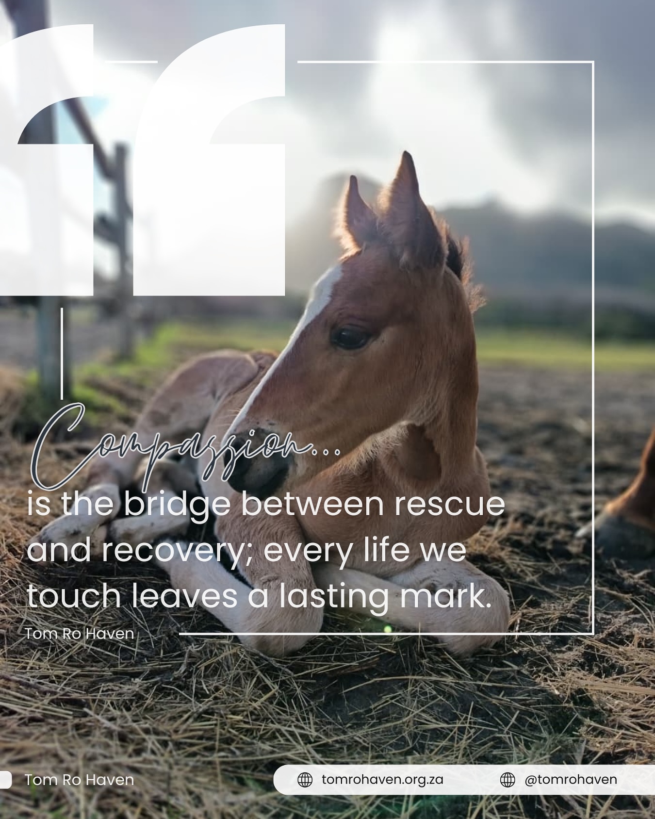 Compassion is the bridge between rescue and recovery; every life we touch leaves a lasting mark.
At Tom Ro Haven, every act of kindness helps a horse heal and a child find hope.
What mark will you leave today?
💛 Join us in making a difference — sponsor, donate, share, or visit. Your support changes lives.
#TomRoHaven #RescueRehabRestore #HorsesHealingHumans #MakeYourMark #NonprofitSA #HopeInAction #SupportRescue #EquineTherapy #GiveBack #DoGoodFeelGood