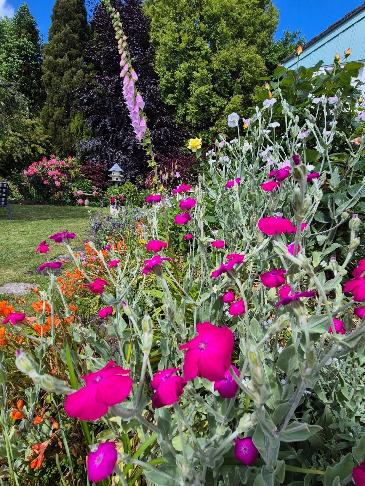 Garden #4
John & Celia
A peaceful garden that borders a small stream with a pathway along a woodland area with shade loving plants. Established 58 years ago with native trees from the west coast this garden has evolved into a largely rambling cottage garden sloping down to the stream and woodland area. A dove cove encourages the birds to visit this very peaceful and calm space.
#RotoruaFestivalOfGardens #rotoruaevents ##nzgardenfestival #rotoruaevents #rotoruagardenfestival #gardensnz #nzgardening #nzgardenfestival #rotoruafestivalofgardens #nzhouseandgarden #nzgardening #roses #cottagegardenflowers #nzflowers