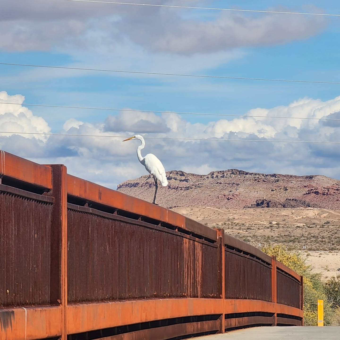 Great egret chilling on a bridge during my nature walk today. Based on the state of that rail, I might have interrupted his bathroom time 😬