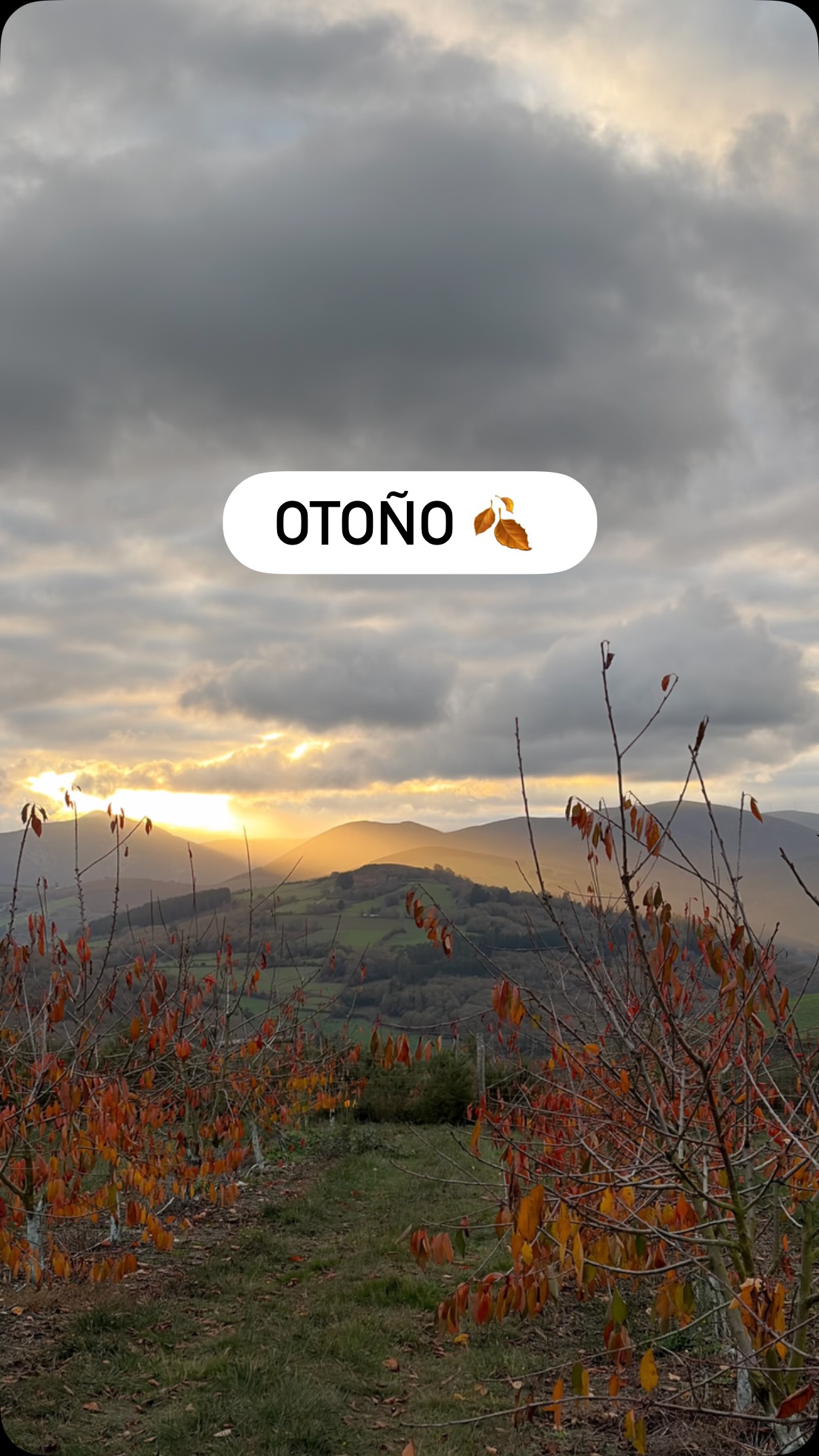 Para tus sentidos…#allande #asturias #kumacherries #cangasdelnarcea #linares #cerezas #cerezas🍒 #agricultura #suroccidentedeasturias #productores #naturaleza #asturiasparaísonatural