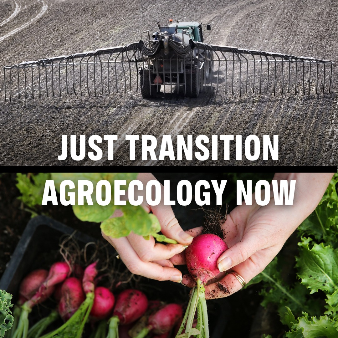 Rising temperatures are putting global agriculture at risk. At COP30, 100+ organizations from over 25 countries in 5 continents are urging governments to make a just transition away from industrial agriculture and align climate ambition with agroecology.
Add your voice reimaginefoodsystems.org
#COP30 #JustTransition #AgroecologyNow #AgAmbition