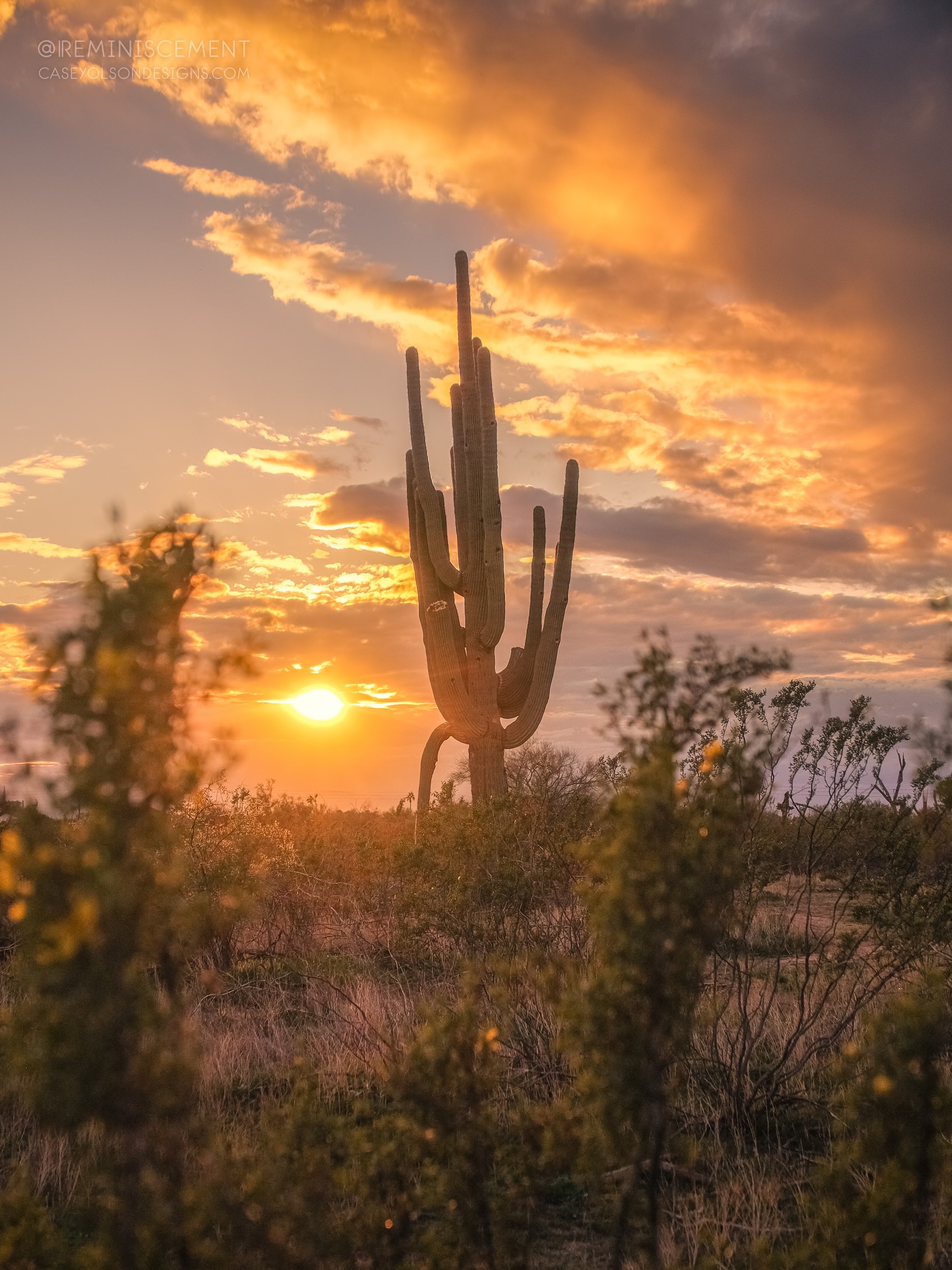 Is there anyone out there seeing what Iโm seeing?
Because this cactus seems to be out here well hung and completely enjoying that golden hour stormy glow. And I somehow felt so inclined to share the experience with all you lovely humans. ๐๐ซถ๐ป
#thirsttrap