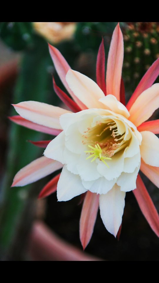 #kakteen #kaktus #kakteenliebe #kakteensammler #kakteensammlung #kakteenfreunde #kaktusfreunde #kaktusliebe #kakteenblüte #kaktusblüte #kakteenblüten #sukkulenten #sukkulentenliebe #sukkulentenfreunde #pflanzenliebe #pflanzenfreunde #pflanzenfotografie #pflanzenhobby #blumenliebe #blütenpracht #blütenzauber #naturfotografie #pflanzenwelt #gartenliebe #kakteenfreak #kakteenfan #kakteenhobby #kakteenzucht #seltenekakteen #kakteenjunkie