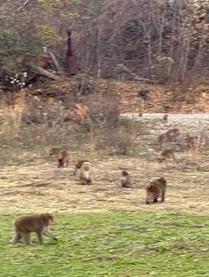 先日、すごい数の猿たちがやってきました
猿はほぼ毎日来ます
先日の猿はものすごい数でした
今写真に載っている3倍の猿が来ていました
ボス猿のような1匹がホウッツ!!と一声、御叫びを叫ぶととんでもない数の猿かやってきました
一瞬、猿の惑星に入ったかと思う位でした 笑
びっくり‼️