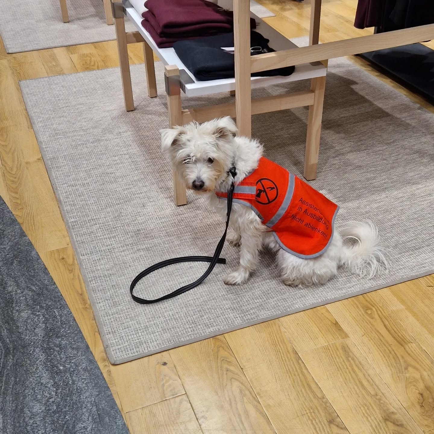 Zessy im Training 🐕🦺 Sie mag flauschige Teppiche 😃
#assistenzhundeschweiz #assistenzhundeverein #vereinfürhilfshunde #vereinfürassistenzhunde #gemeinnützig #pawsandyou #hundetrainer #hundetraining #assistenzhund #vereinpawsandyou #hundekurs #schweiz #zürich