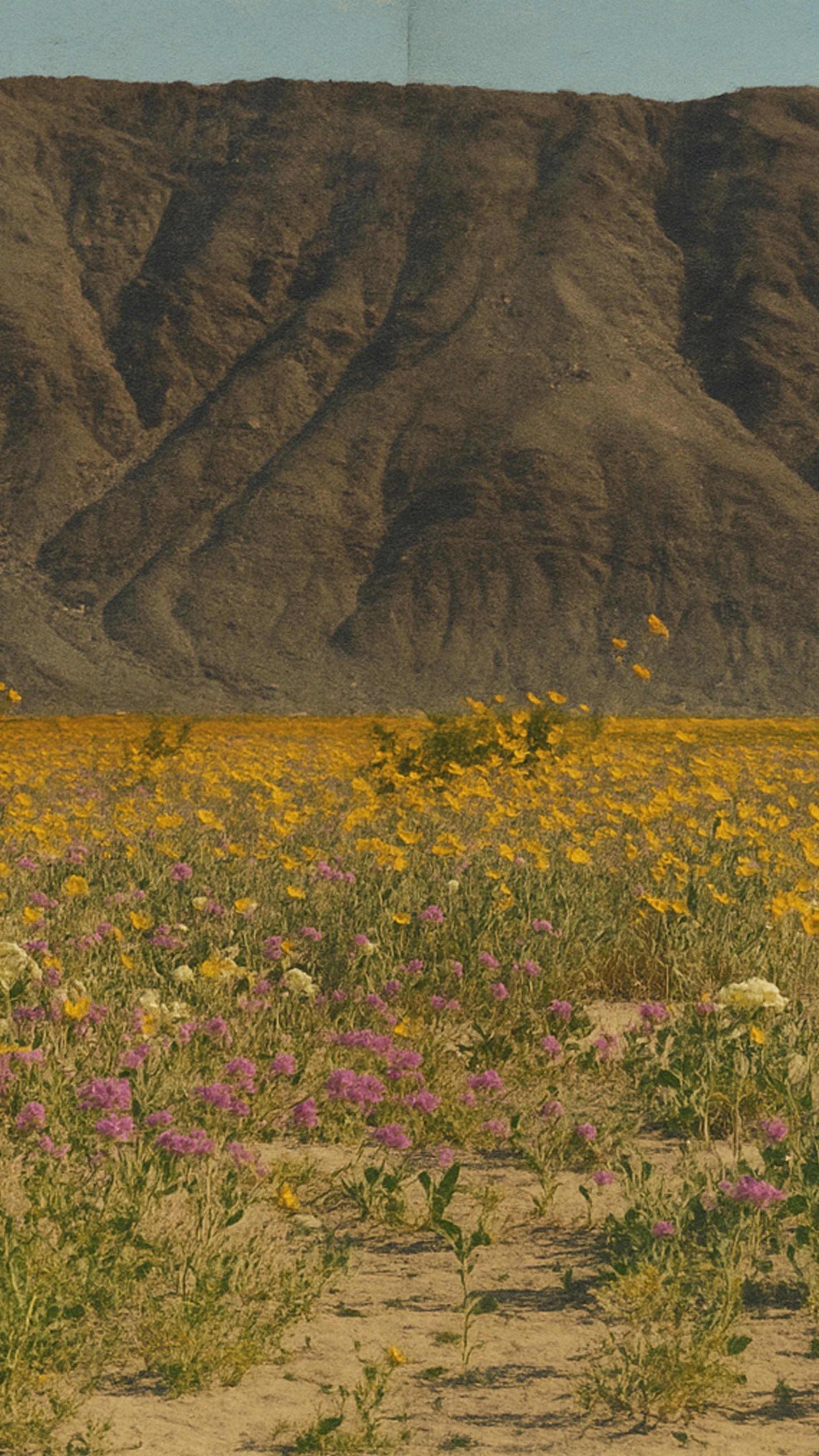 Wildflowers of Cappadocia: the quiet elegance of Cappadocia’s soil yields a delicate poetry. Here, ancient herbs are woven into the very texture of the earth, and native blooms hold the quiet grace of a heritage discovered only in stillness.
#avantgarderefined #cappadocia