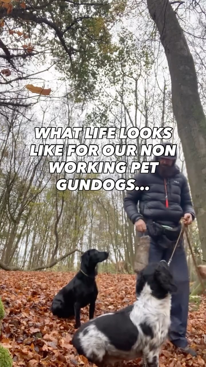 A pet Gundog does not simply want to go for a walk
They need structure and work
Even if you aren’t putting them to work in the field
They still need a job that taps into their ingrained heritage and behaviours
#chalfontstpeter #chalfontstgiles #gerrardscross #dogwalking #dogwalker🚶🏻♂️🦮💨 #beaconsfield #dogtrainer #dogtraining