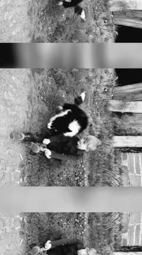 🐾 Introducing Shep’s Snacks 🐾
All–natural treats made with love, inspired by the goodest farm dog there ever was.
Today we’re proud to launch Shep’s Snacks, a brand created in memory of our beloved farm dog, Shep — the loyal shadow at our heels and the happiest tail on the whole property.
Every recipe is crafted with simple, wholesome ingredients you can trust, because that’s exactly what Shep deserved… and what every dog deserves too.
✨ No nasties. Just natural, nutritious goodness.
Thank you for supporting our small business and helping keep Shep’s spirit alive in every wagging tail.
Follow along as we share our journey, behind-the-scenes moments, and plenty of dog joy.
🐶💛 #ShepsSnacks #NaturalDogTreats #InLovingMemoryOfShep
@sheps_snacks