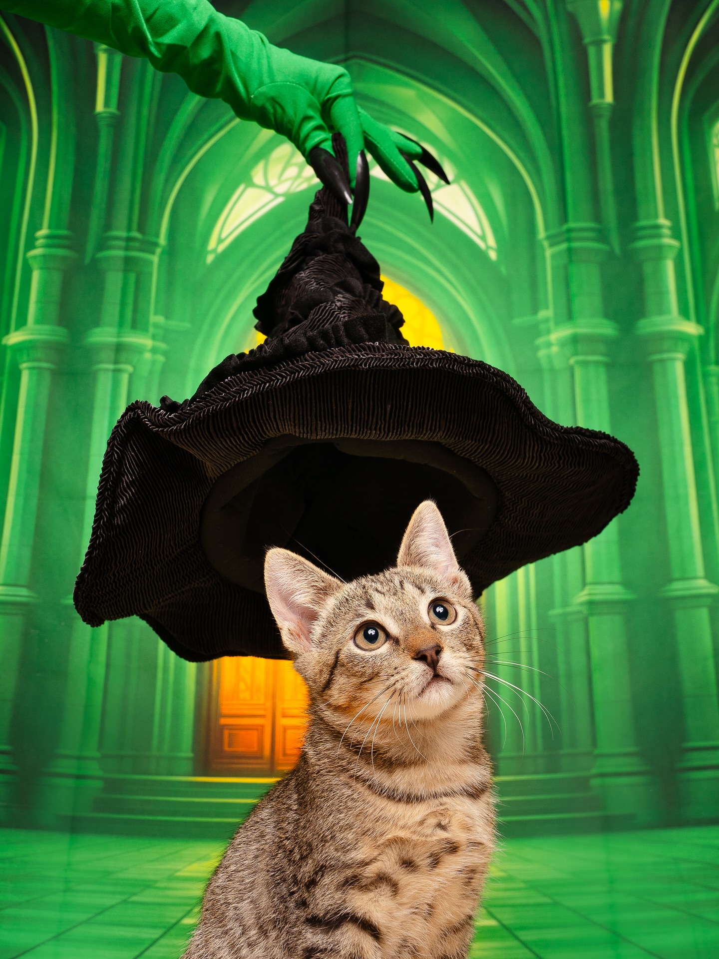 Ready to cast a little magic on your life? Our adoptable fur-munchkins are dressed to impress and purr-fectly ready to steal your heart.
Join us tomorrow at 📍 @petco Presidio from 10 AM to 3 PM to meet your new bestfriend!
Whether you’re Team Glinda🩷 or Team Elphaba💚, there’s a tiny spellcaster waiting to enchant your home, and stick by you through all your ruff days. 😉🐱
LINK IN BIO
Don’t shop, ✨ADOPT✨, and watch your heart defy gravity. Because when you adopt… magic happens, and your life is changed for good. 🎵✨🐾
#petco #hsnt #adoptdontshop #wicked #adopthsnt