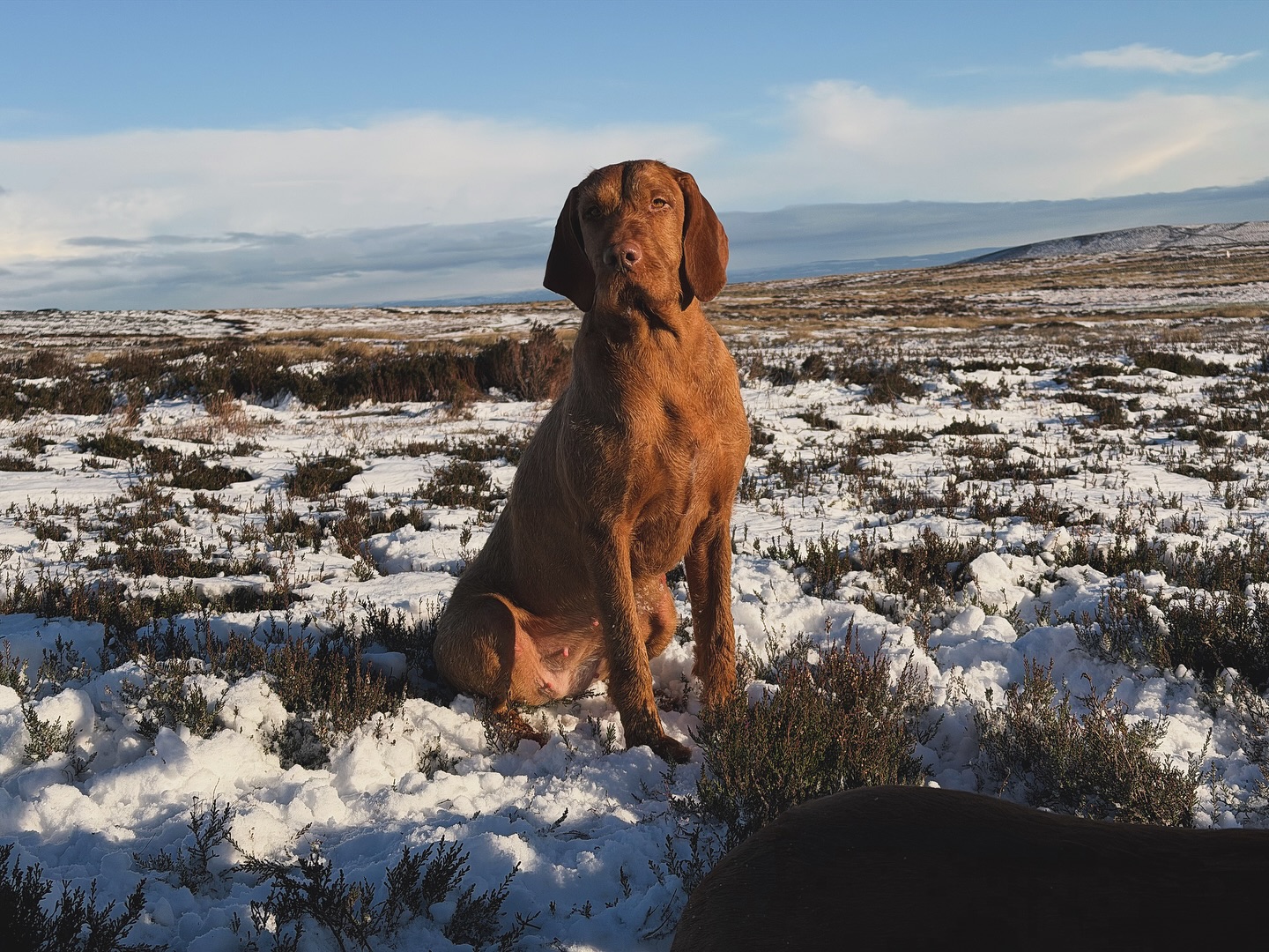 Snowy Grouse days ft Deva