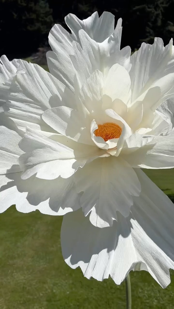 Cosmos ‘fizzy white’ design #2