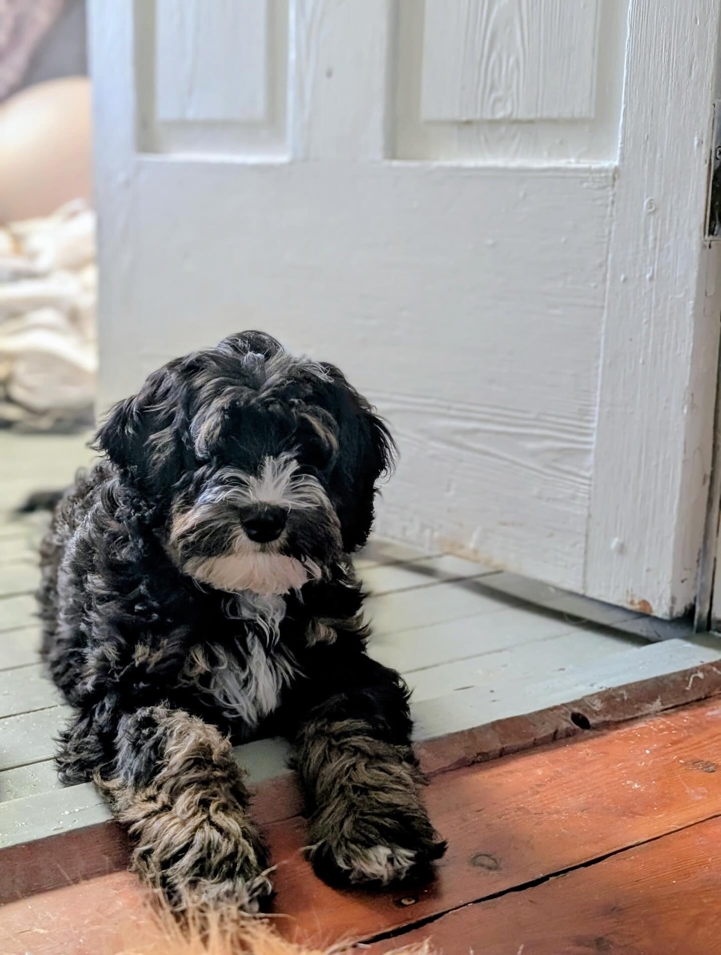 Pretty Puppy! Zoey and Killian puppies coming this Spring! #bernedoodles #springpuppies #springlitter #minibernedoodlesofinstagram